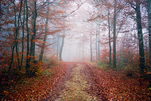 Forêt d'automne au Foveon