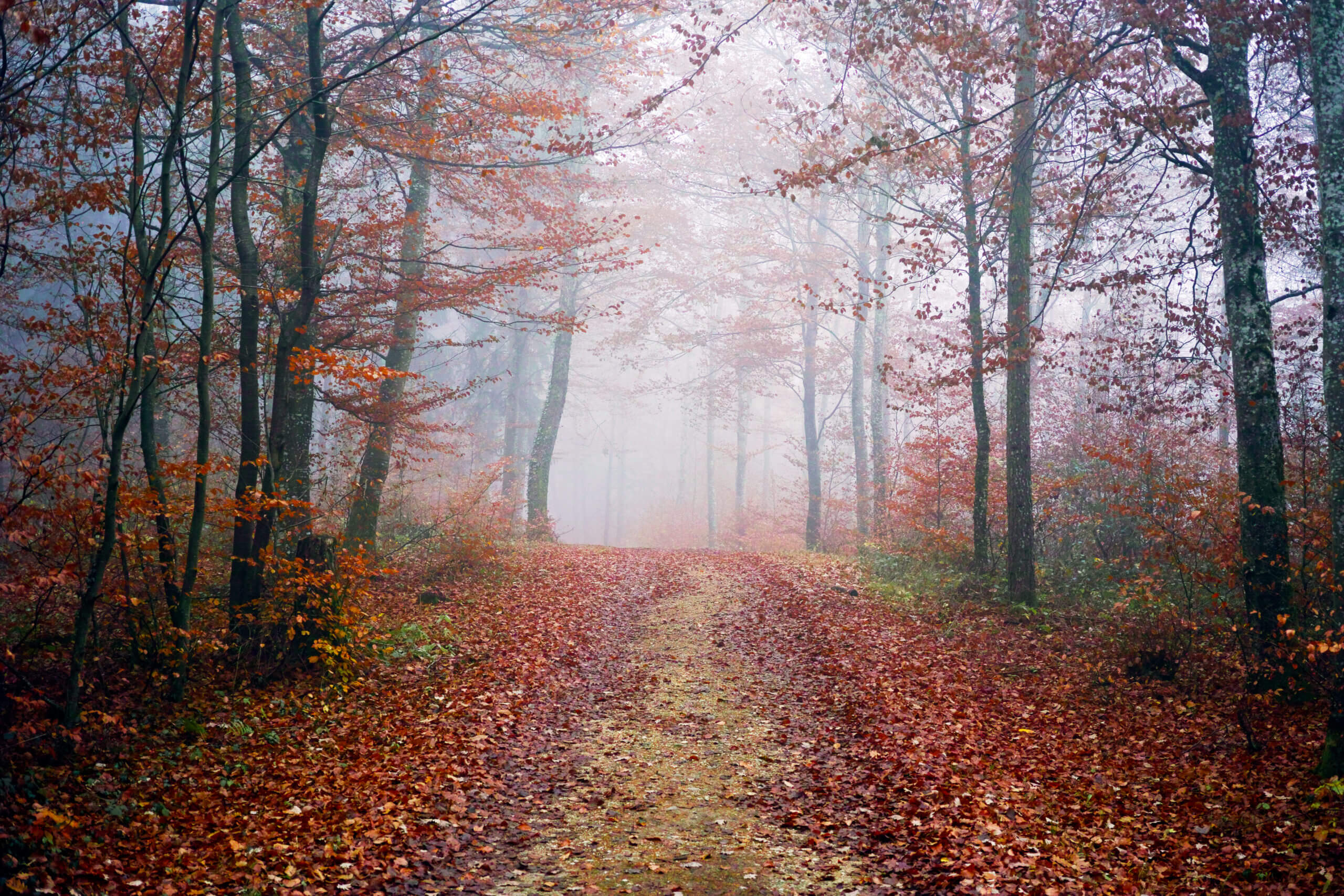 Forêt d'automne au Foveon