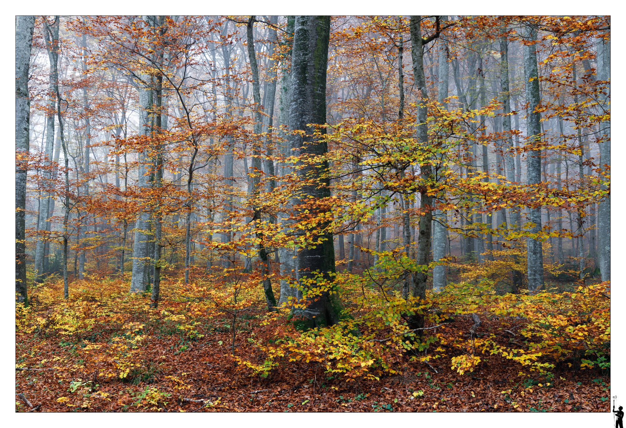 Forêt d'automne en Suisse