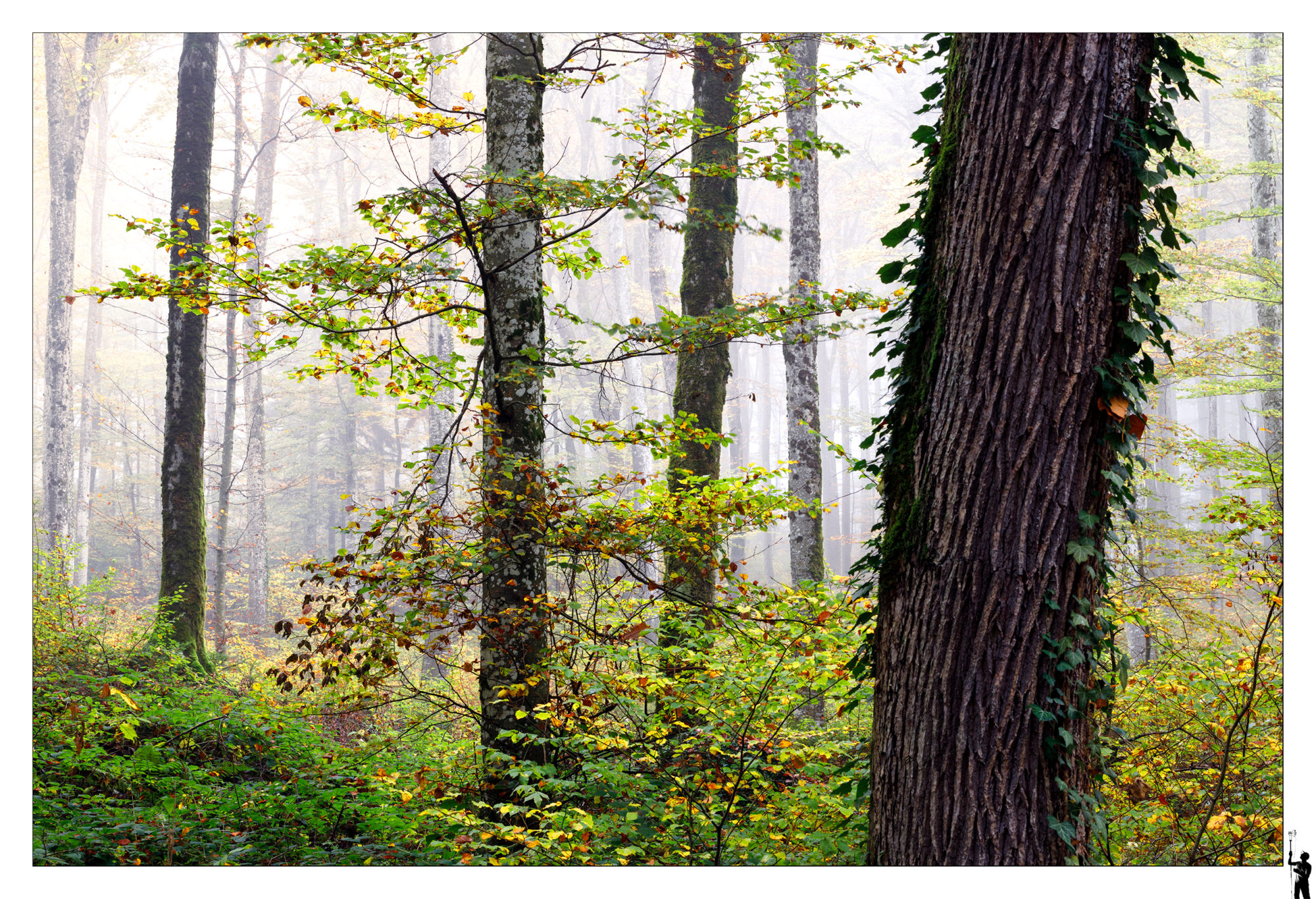 Dans les forêts du Jura pendant l'automne 2024
In the forests of the Jura during autumn 2024