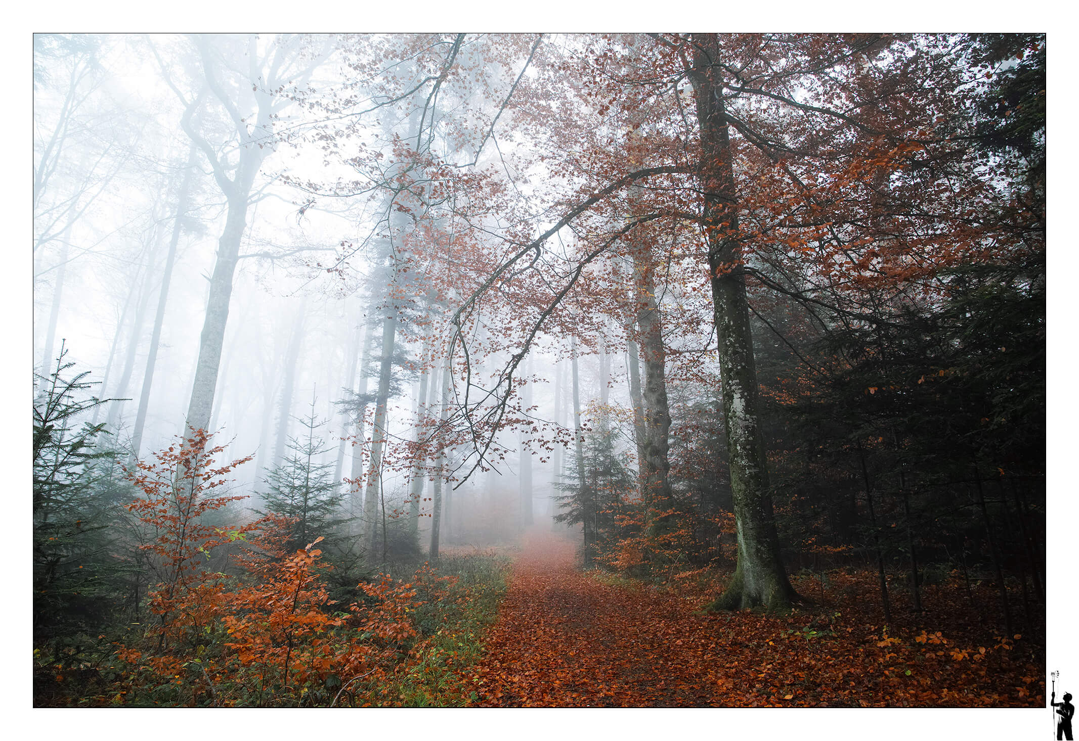Sigma Dp0 fovéon et la forêt en automne en suisse