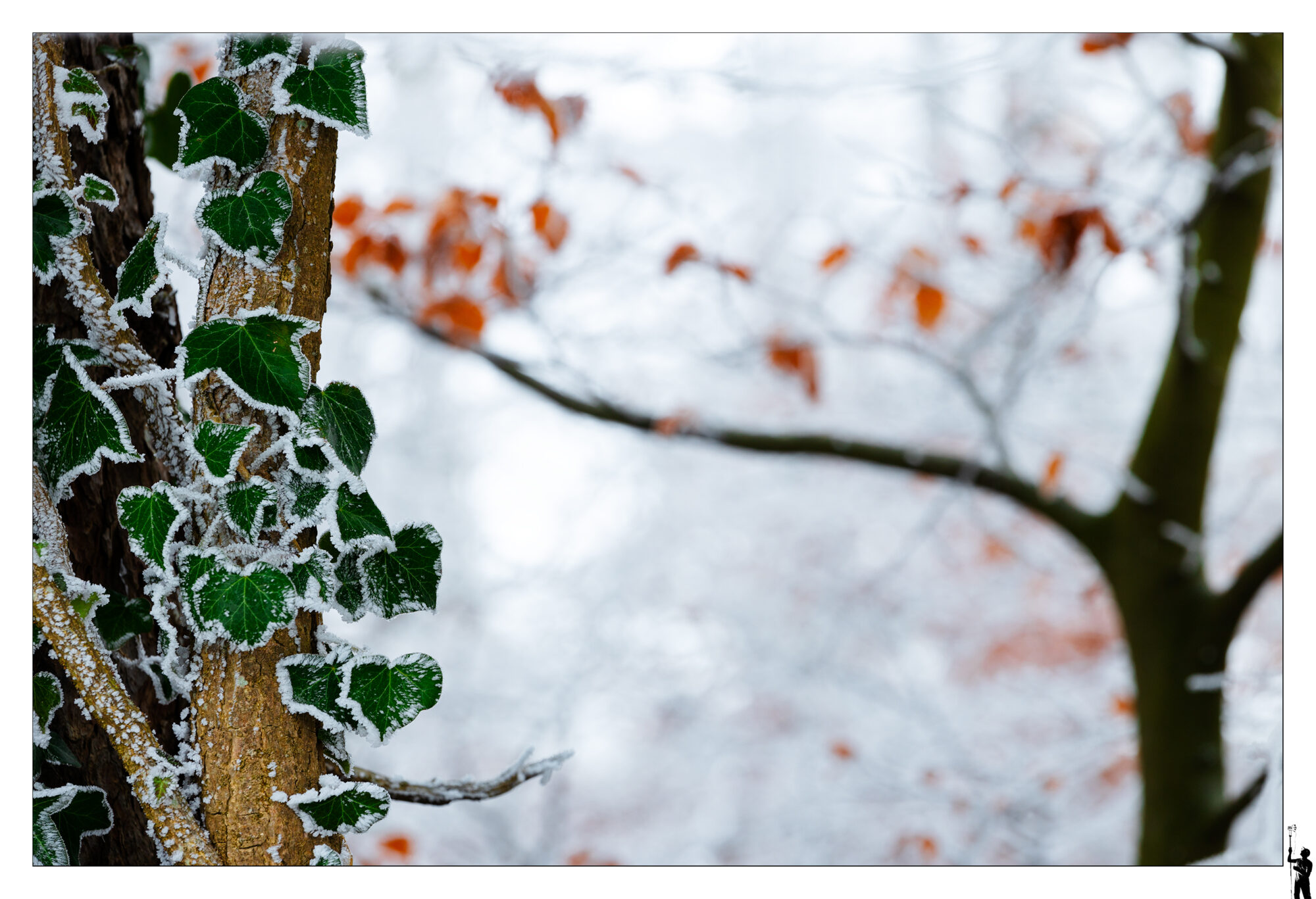 Dans les forêts de givres
In the frost-covered forests
Canon RF 70-200 F4 L Is