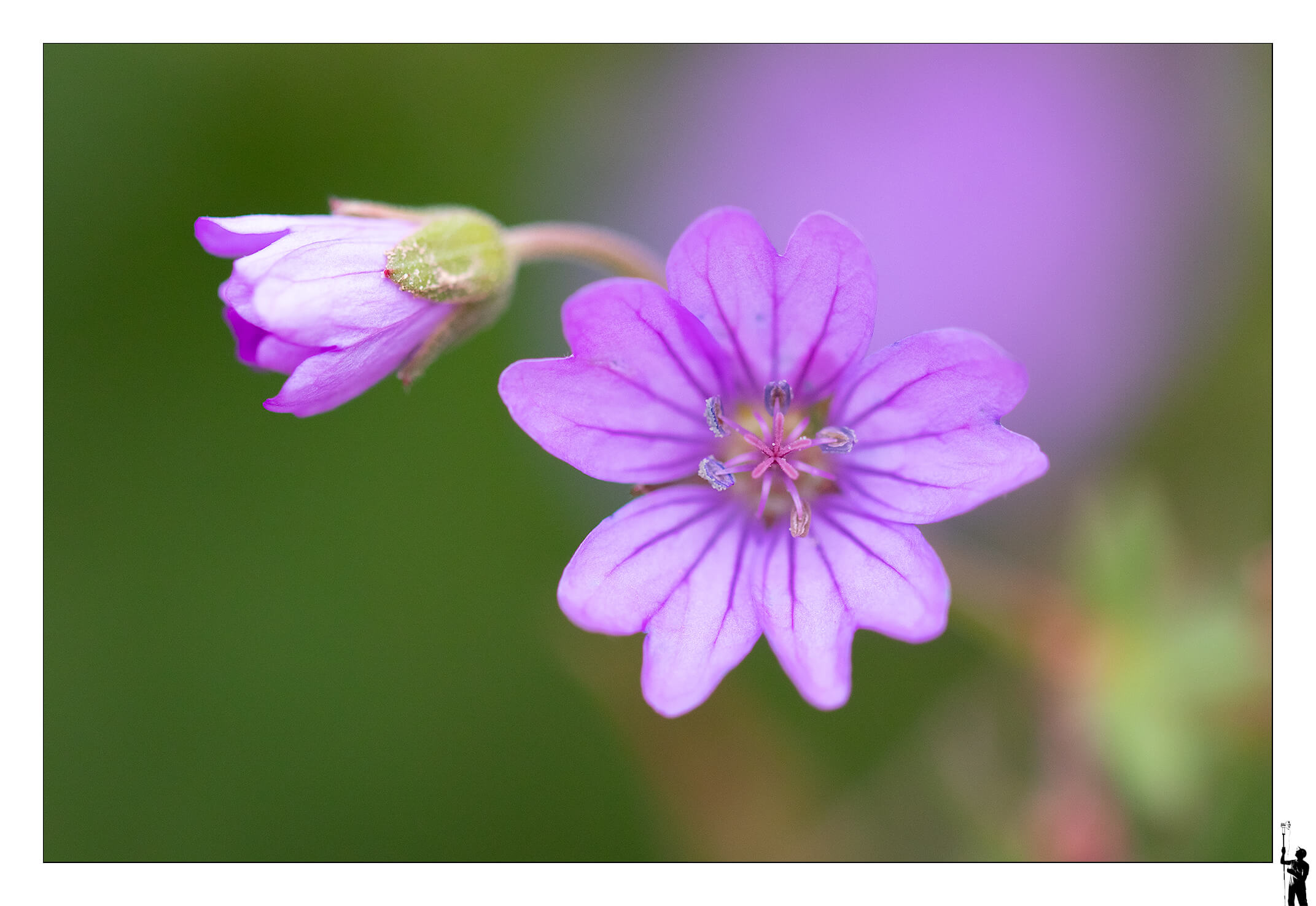fleurs violettes en macro