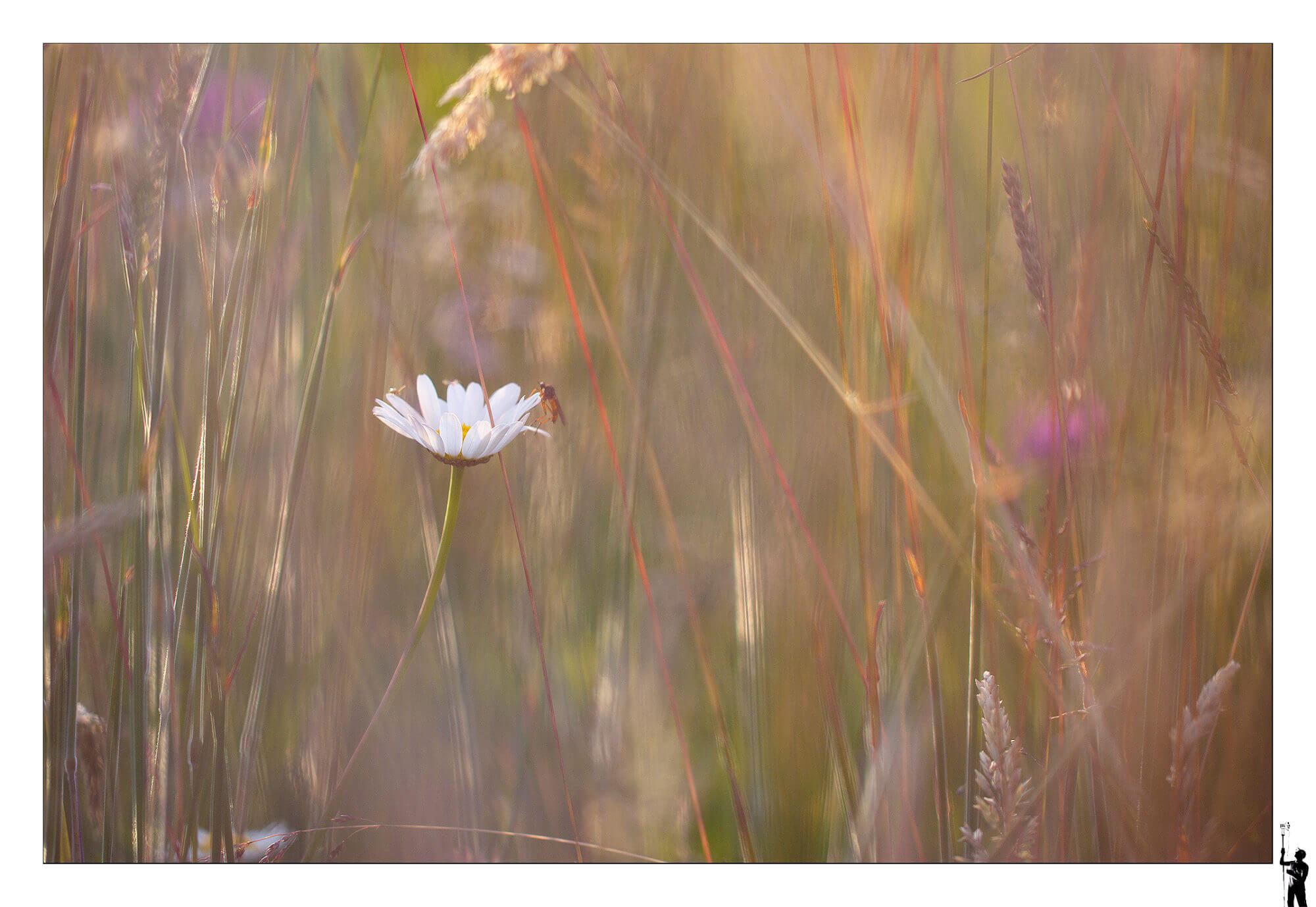 fleurs dans les herbes
