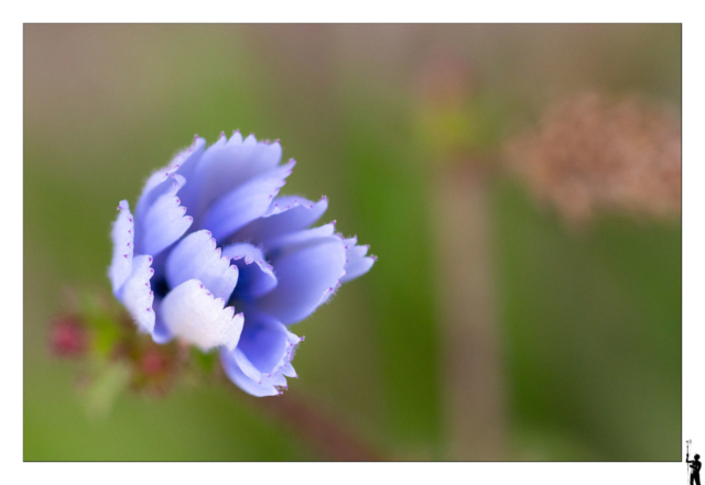 fleur en macro