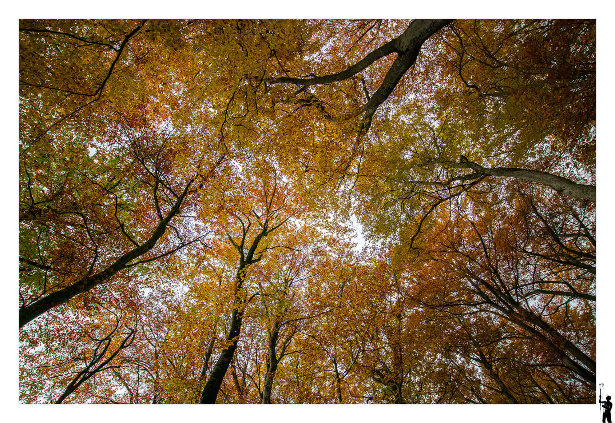 Automne en forêt près de Champagne. M50. 11-22