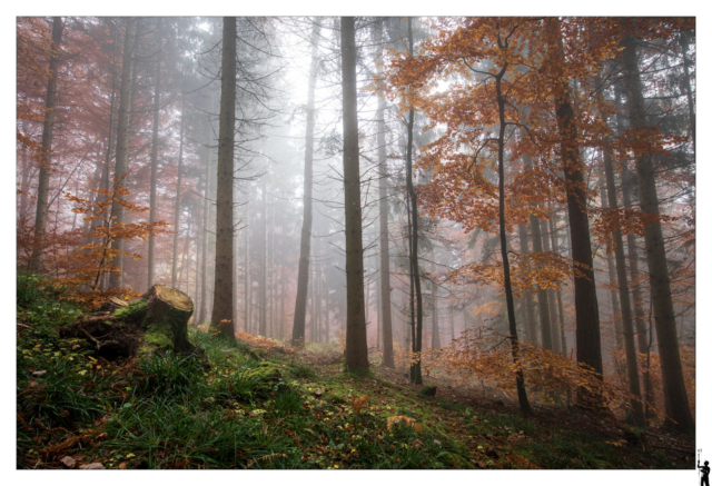 Forêt-dans-le-Jura