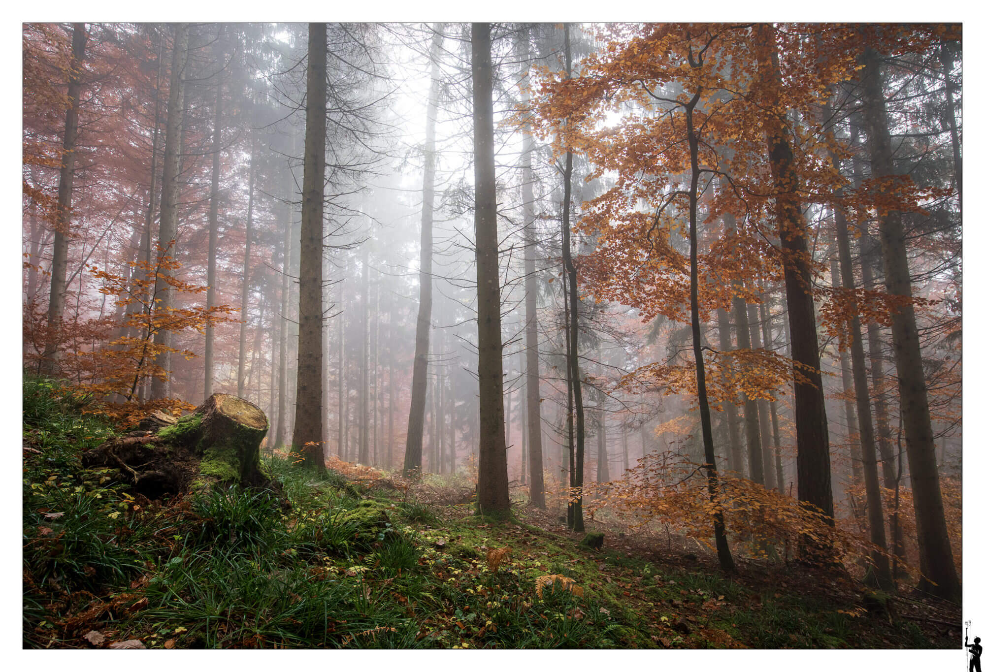 Forêt dans le Jura en automne 