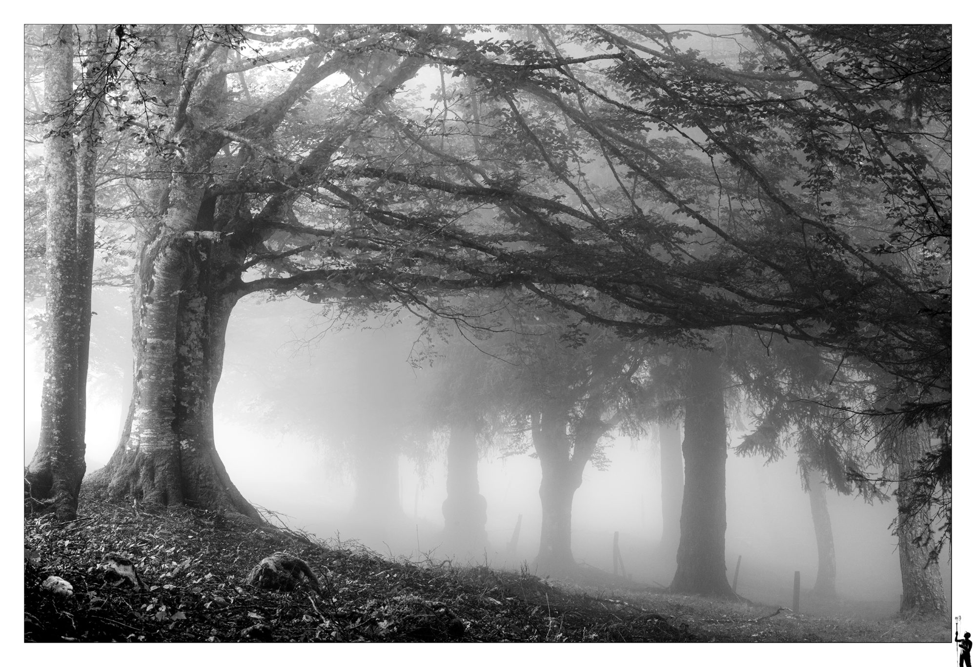 Arbre dans la brume en Suisse dans le Jura