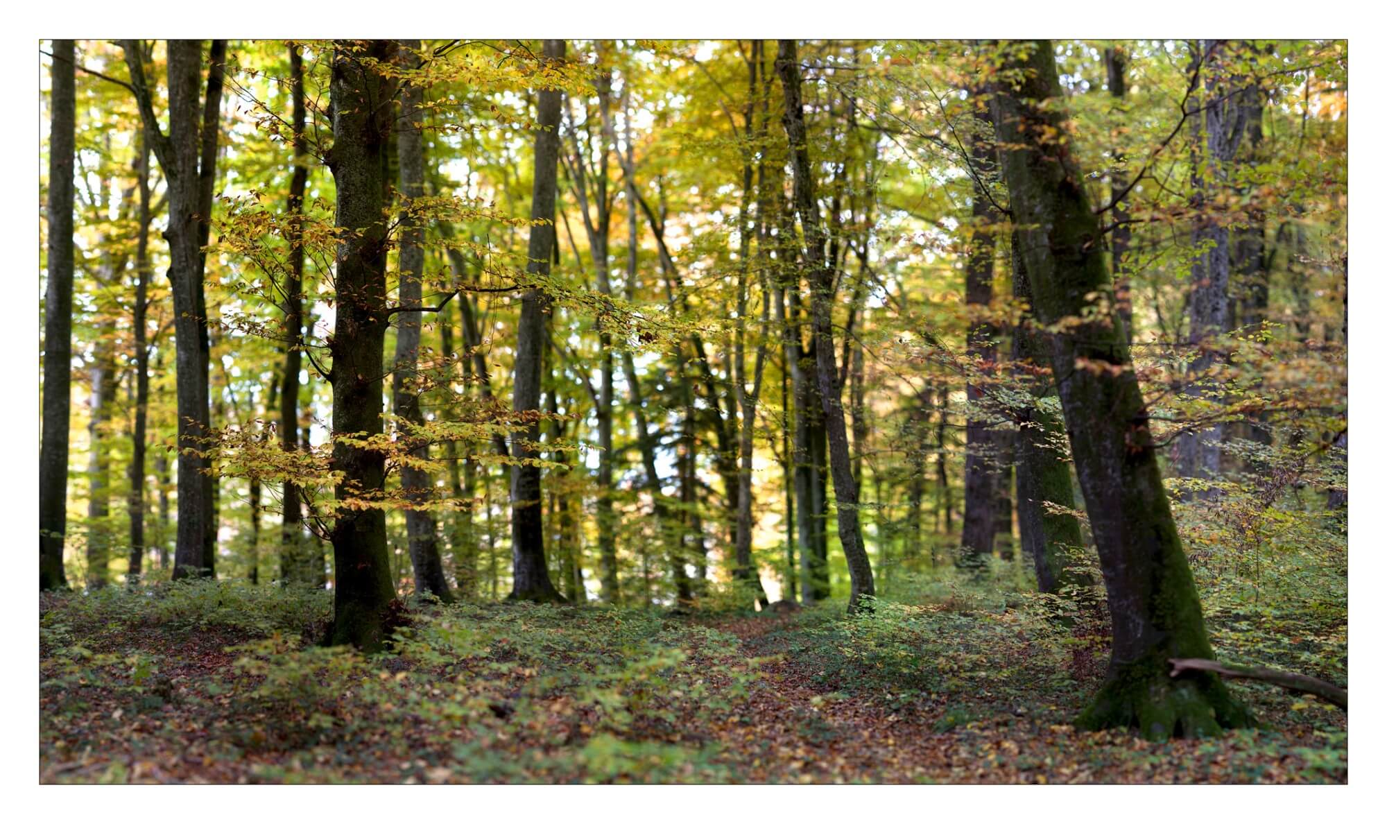 Forêt aux alentours de Oulens