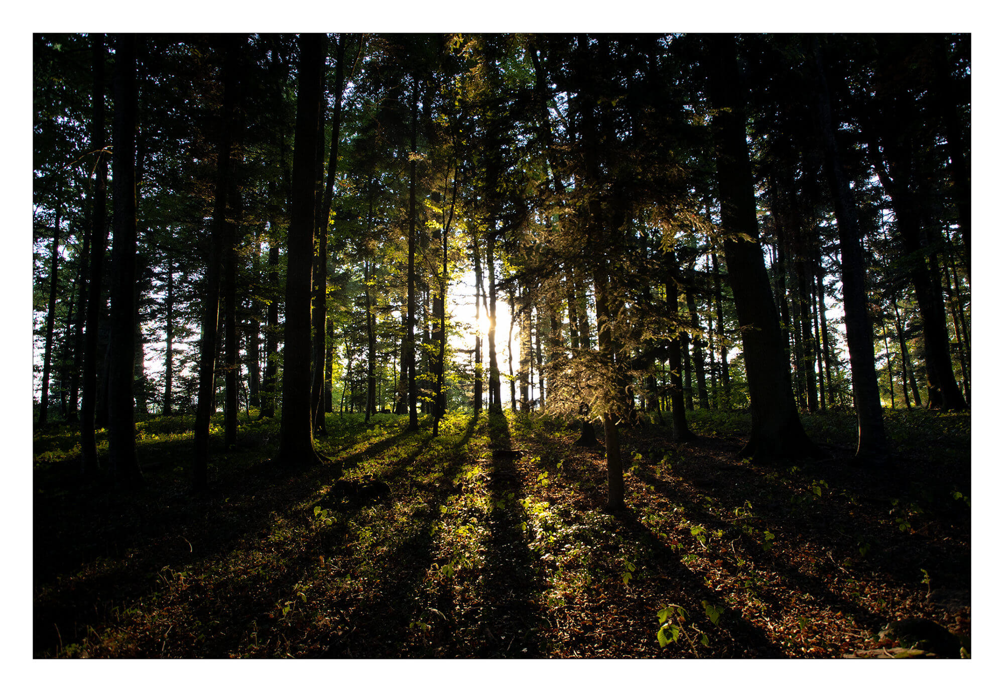 Lumière au travers des bois en automne au grand angle