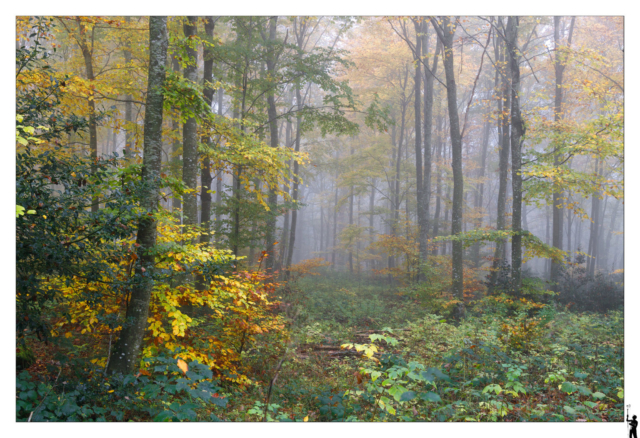 Forêt Villars-Burquin