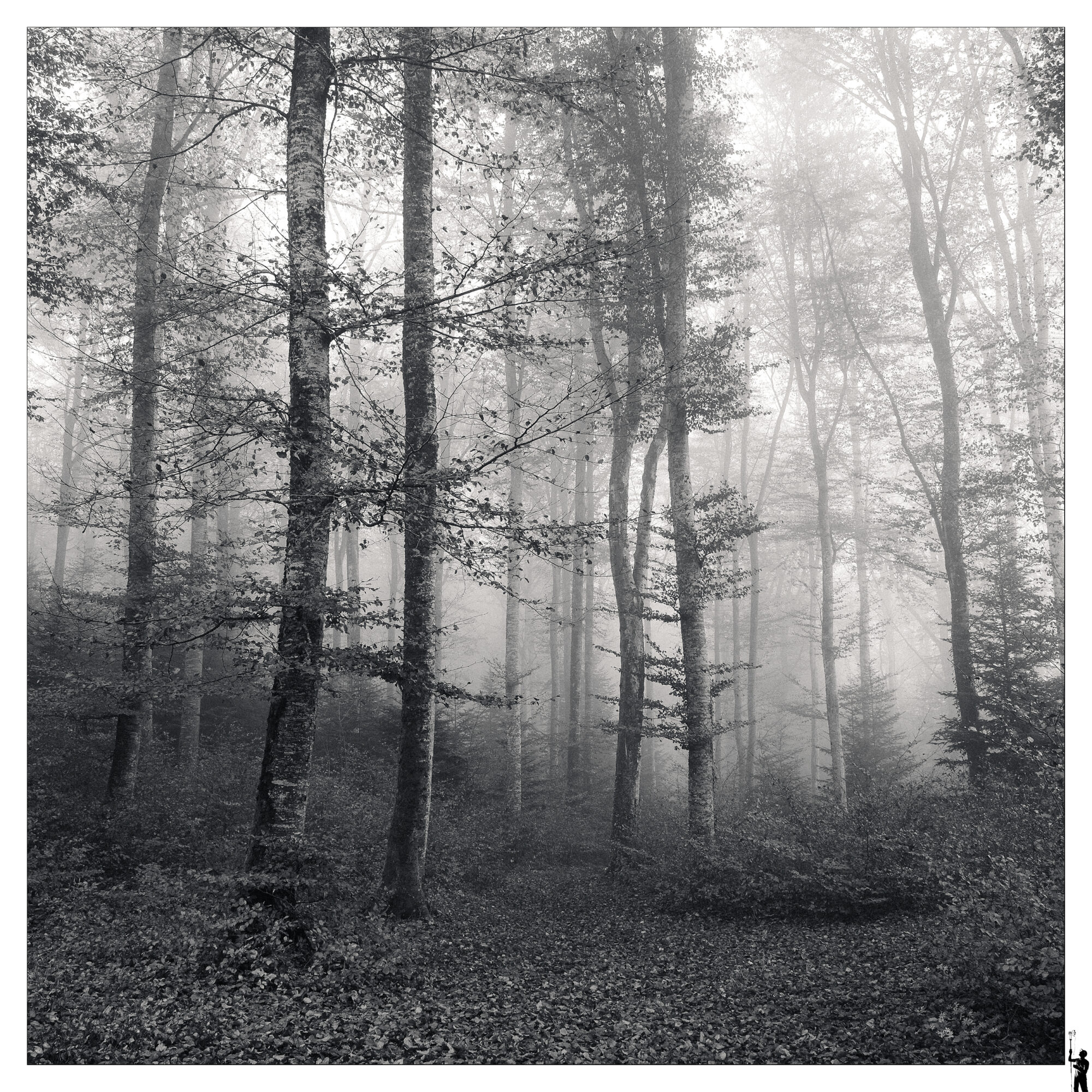 Forêt au Sigma Foveon. J'adore cet appareil. Il y a un style d'image les autres appareils ne reproduisent pas. Forêt près de Cheseaux.