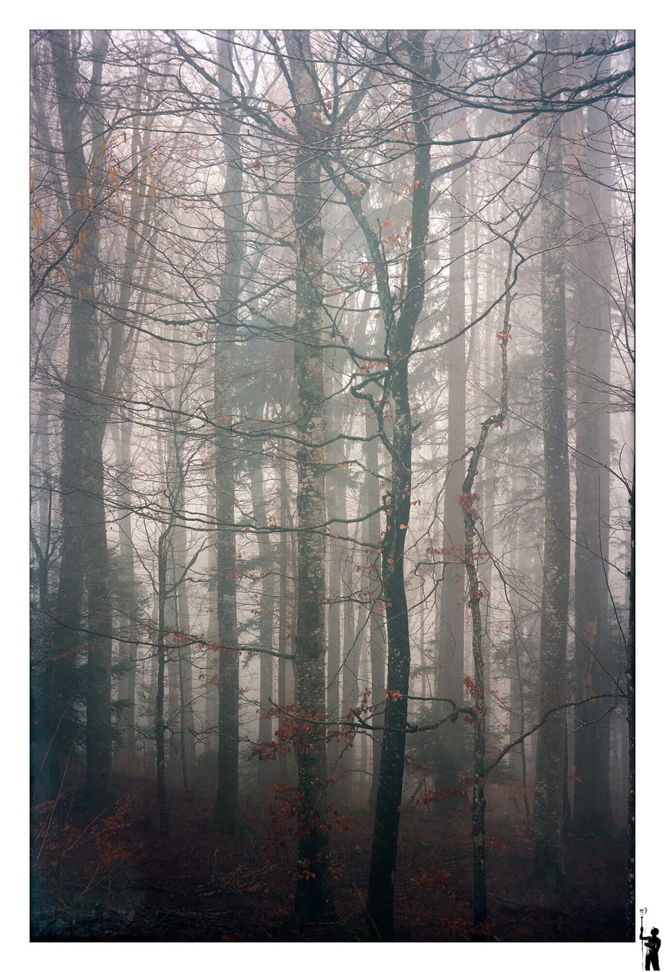 Forêt au 6x9 Kodak
