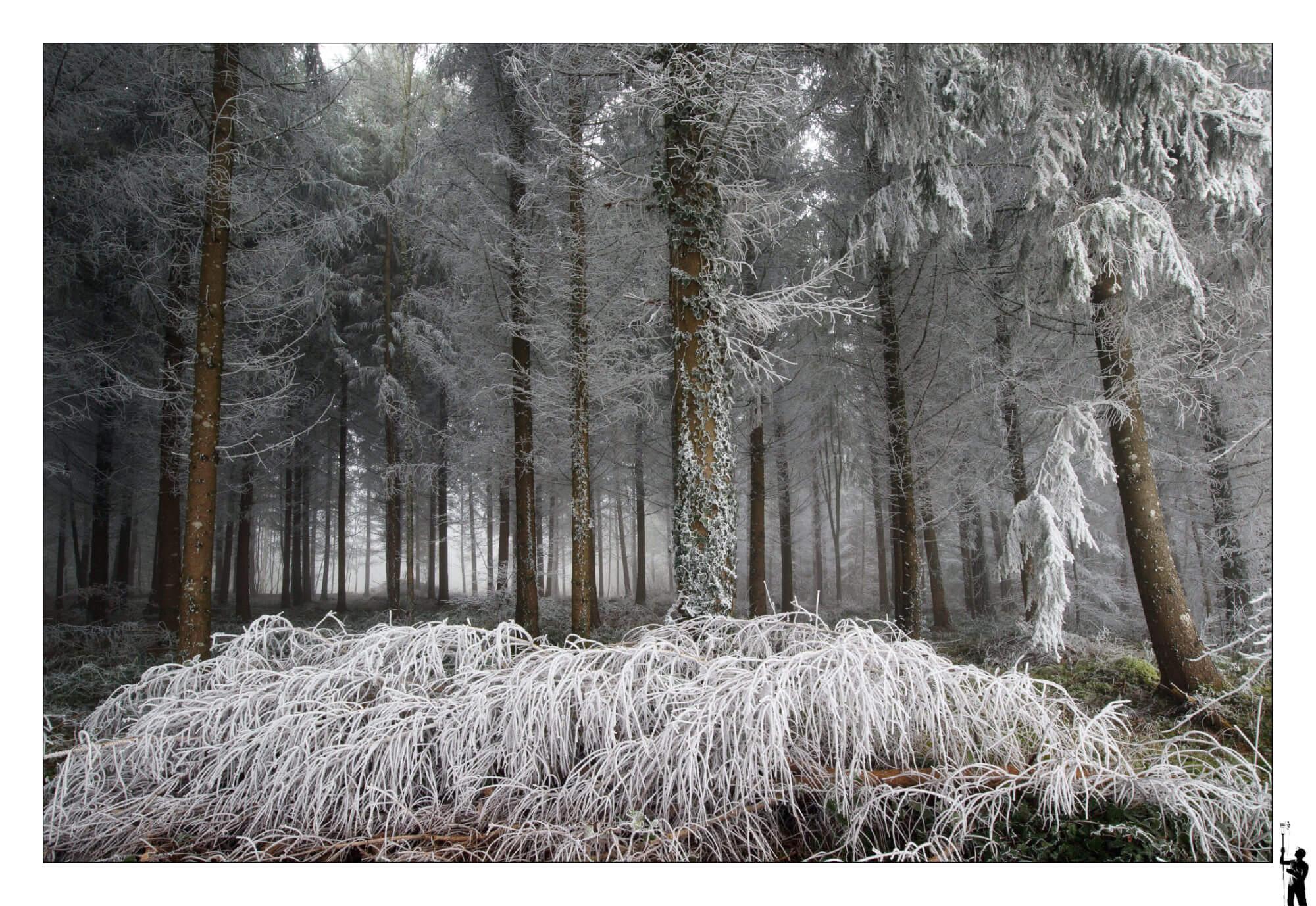 Forêt de givre près de Penthéréaz dans le canton de Vaud en Suisse