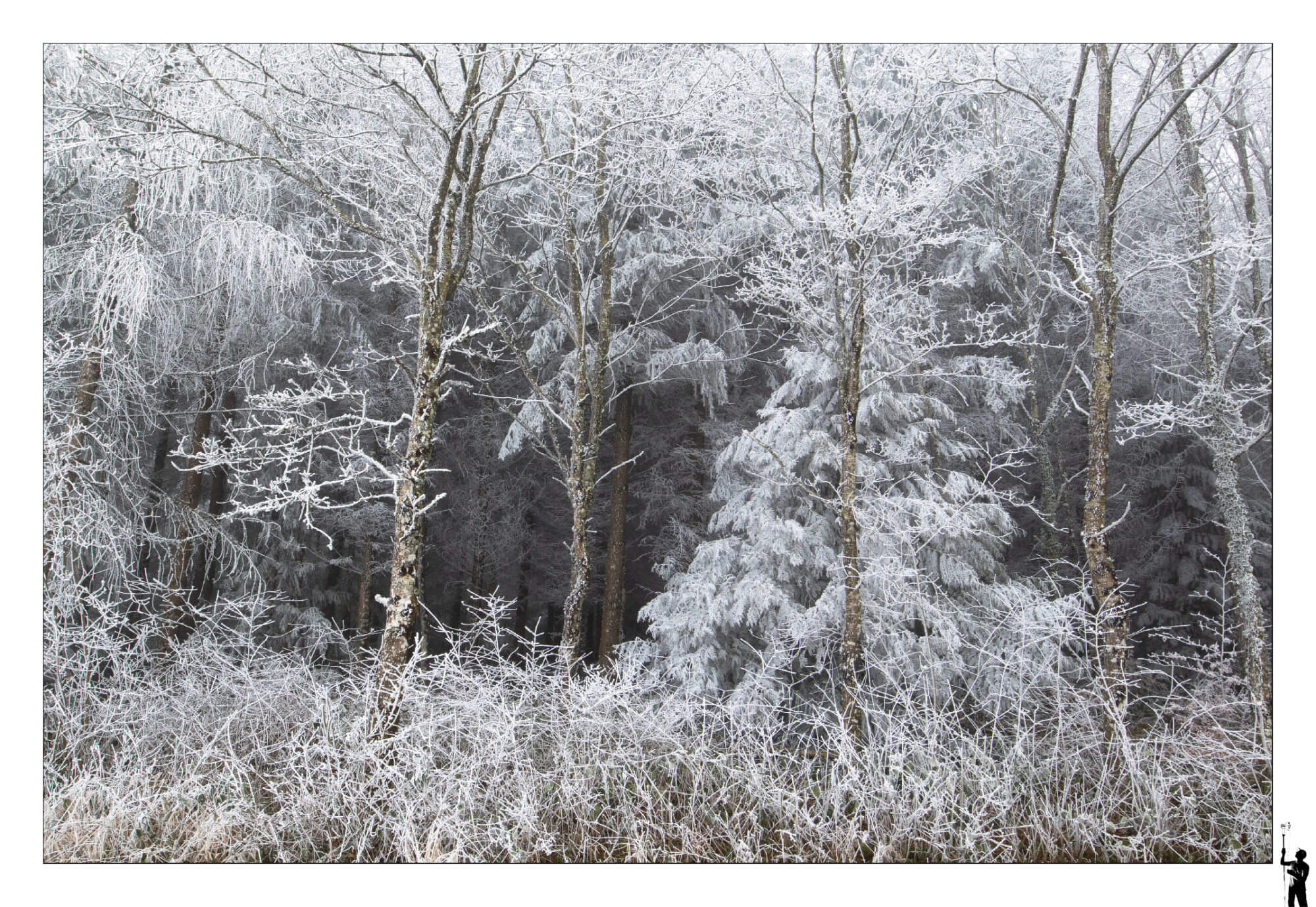 Forêt de givre près de Penthéréaz dans le canton de Vaud en Suisse