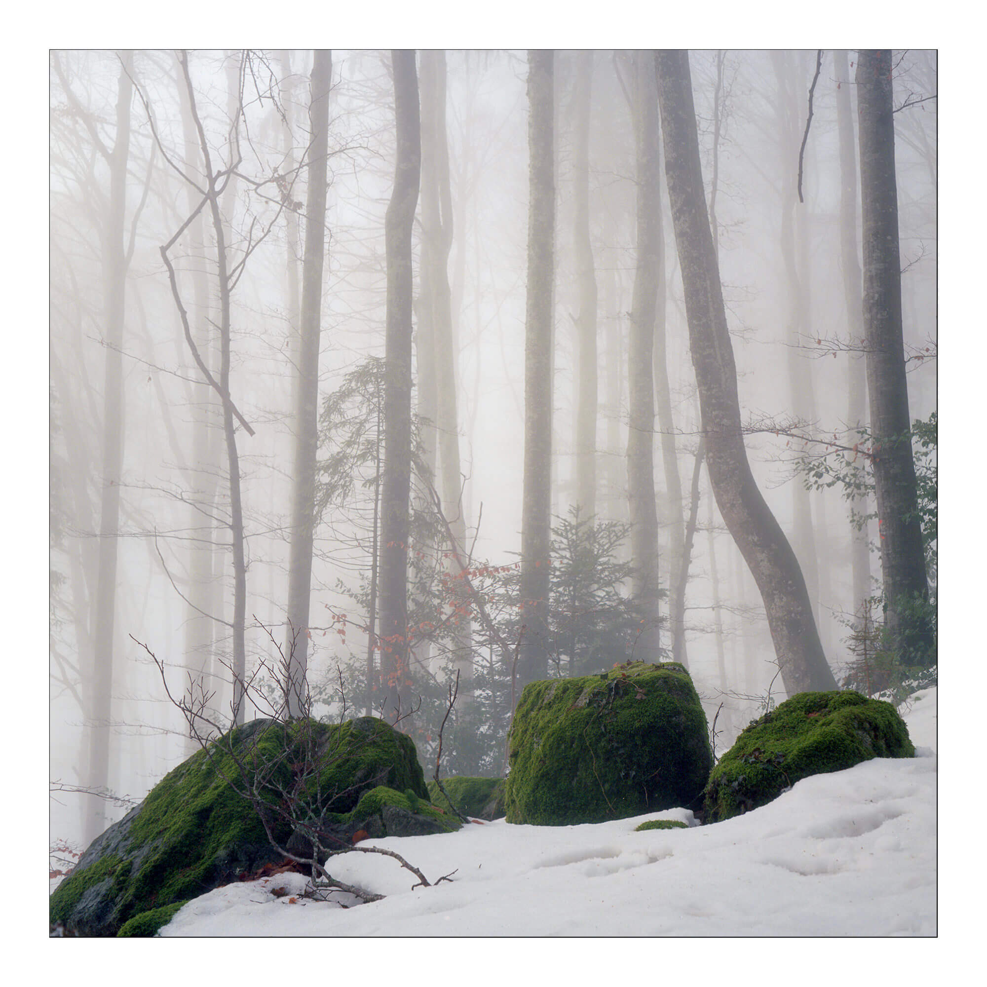 Photo argentique au 6x6 Ektar 100 de la forêt en hiver