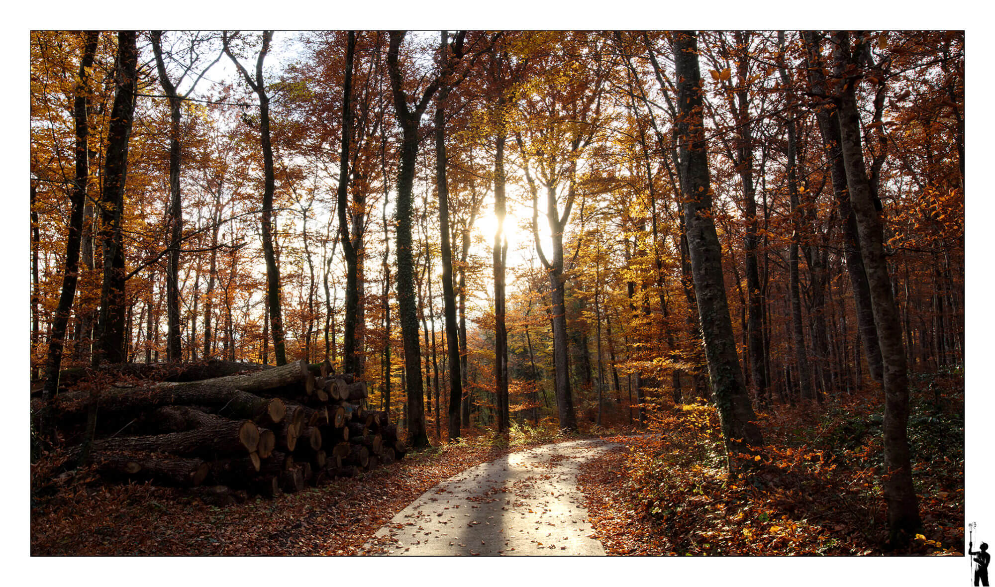Forêt près du refuge de Champagne. Suisse. M50 et 11-22