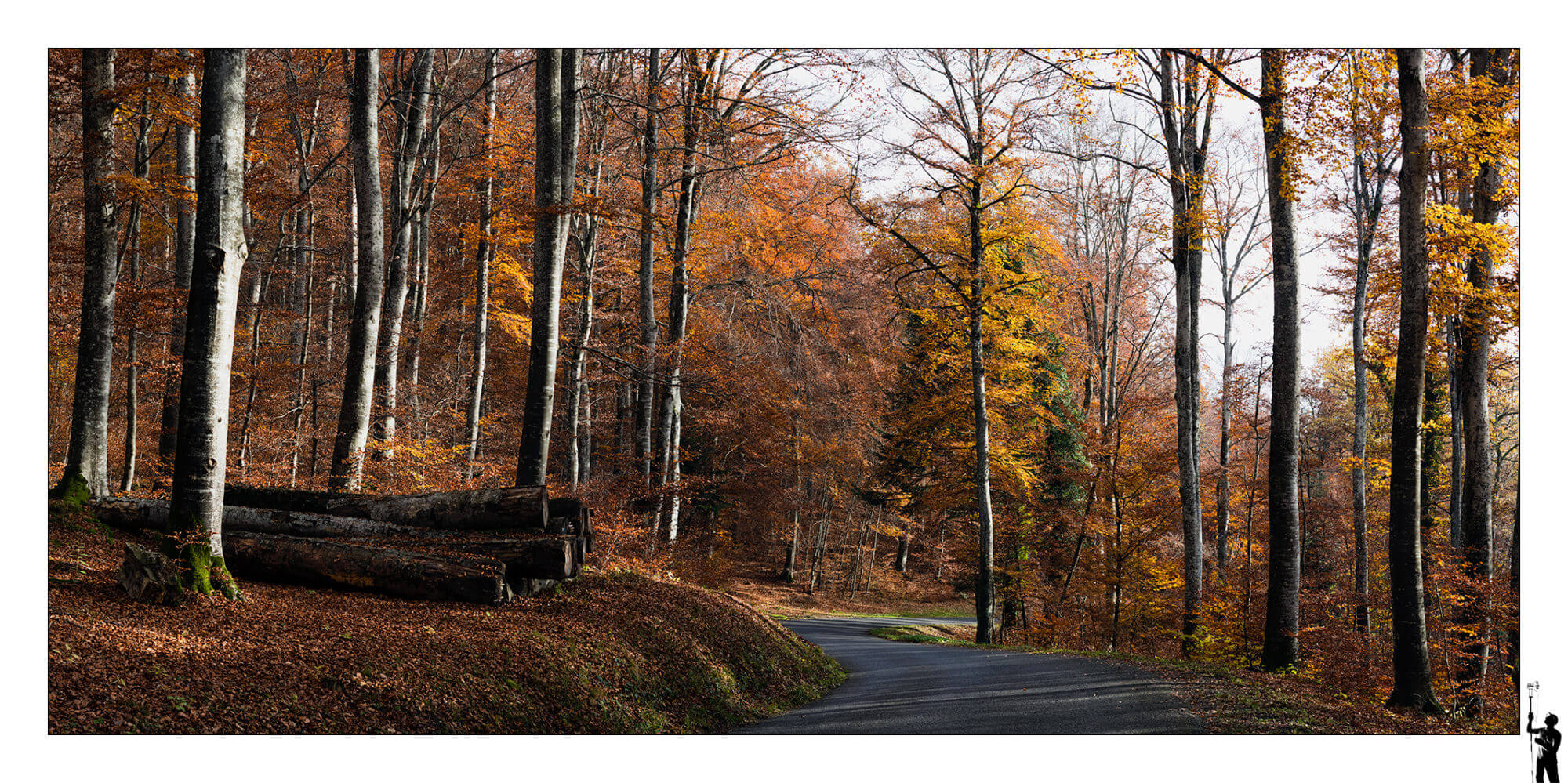 Forêt en dessus de Champagne. M50 et 50 f1.8 II