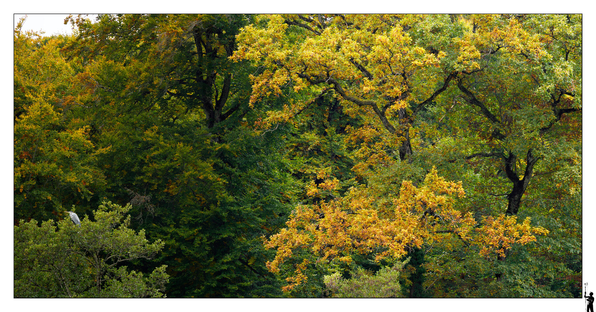 Un héron au sommet des beaux arbres de l'automne. Lac du Seppey dans le canton de Vaud.