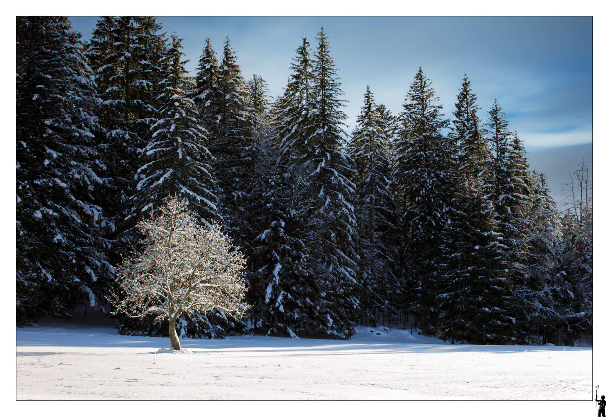 Arbre dans le jura devant les forets de sapins en Suisse dans le Jura