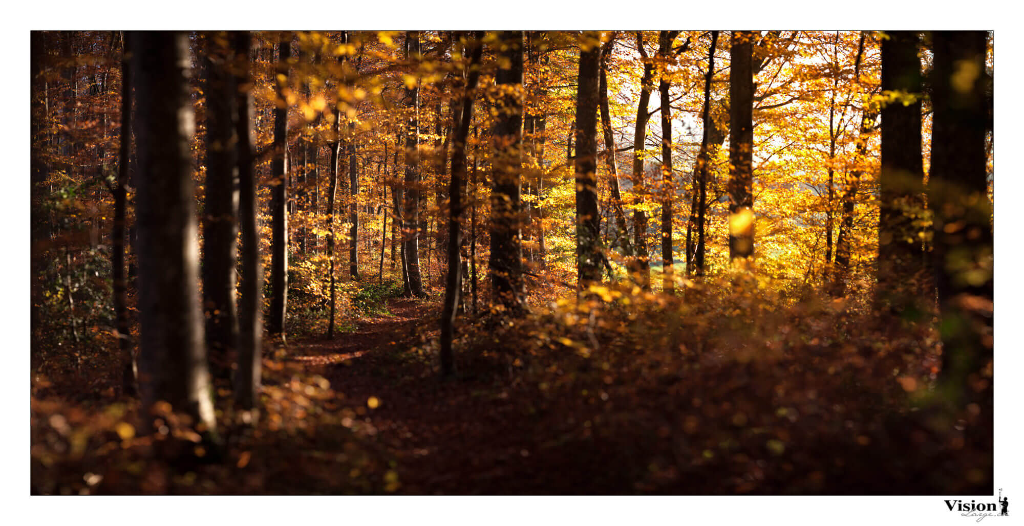 Dans la forêt d'automne et son chemin de lumière au 135f2 en Brenizer