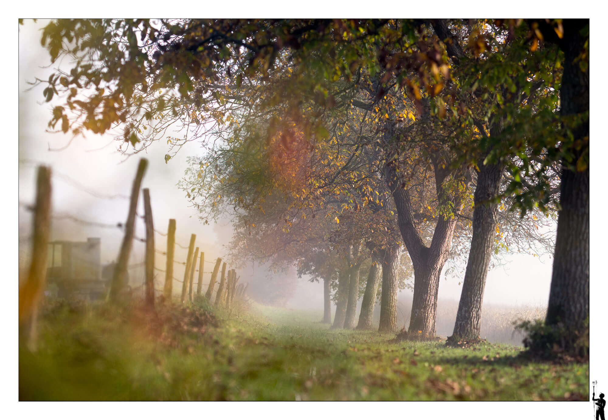 Lumières dans les arbres. Automne.