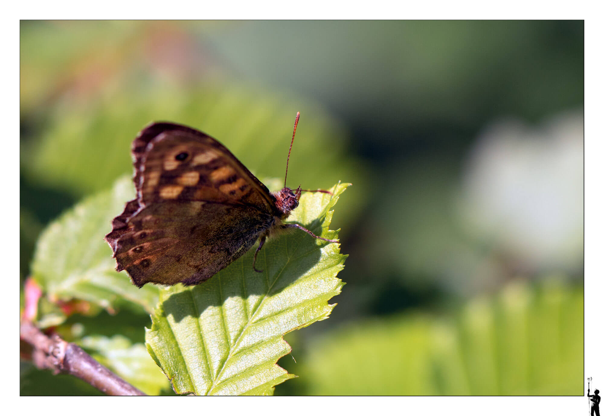 macro insecte papillon