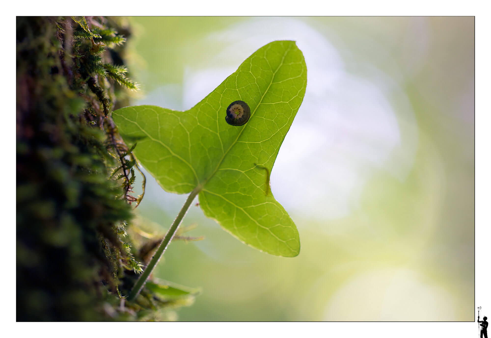 insecte sous une feuille