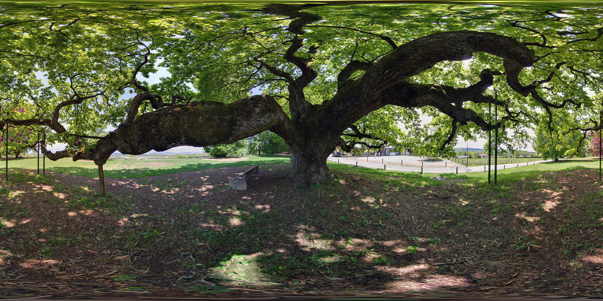 Le grand chêne de Morrens