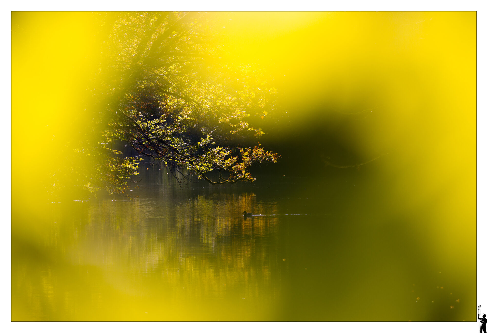 Dans la nature dorée de la lumière d'automne. Au bord de la rivière l'Orbe à Orbe.