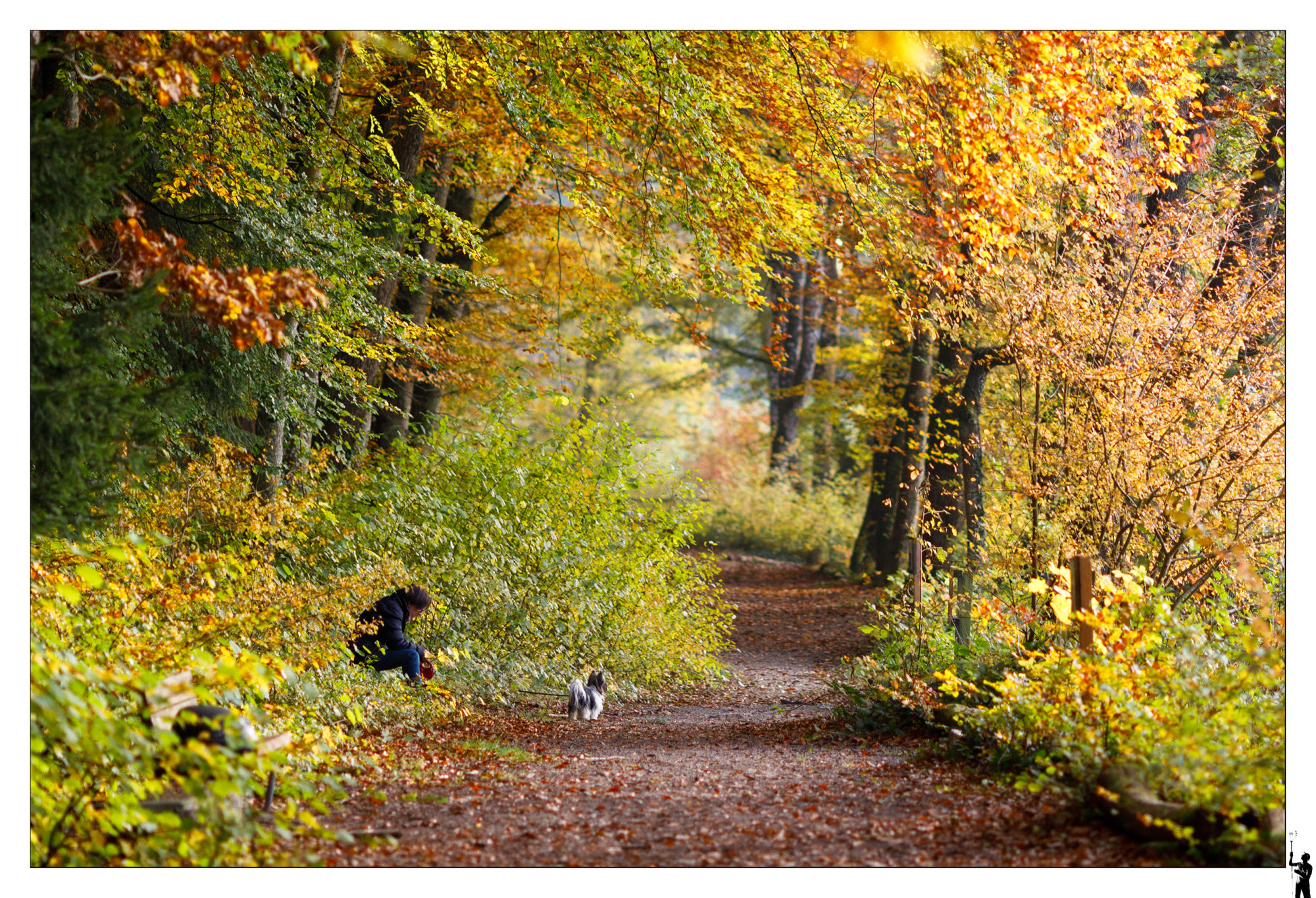 Dans la forêt magique près de Cossonay