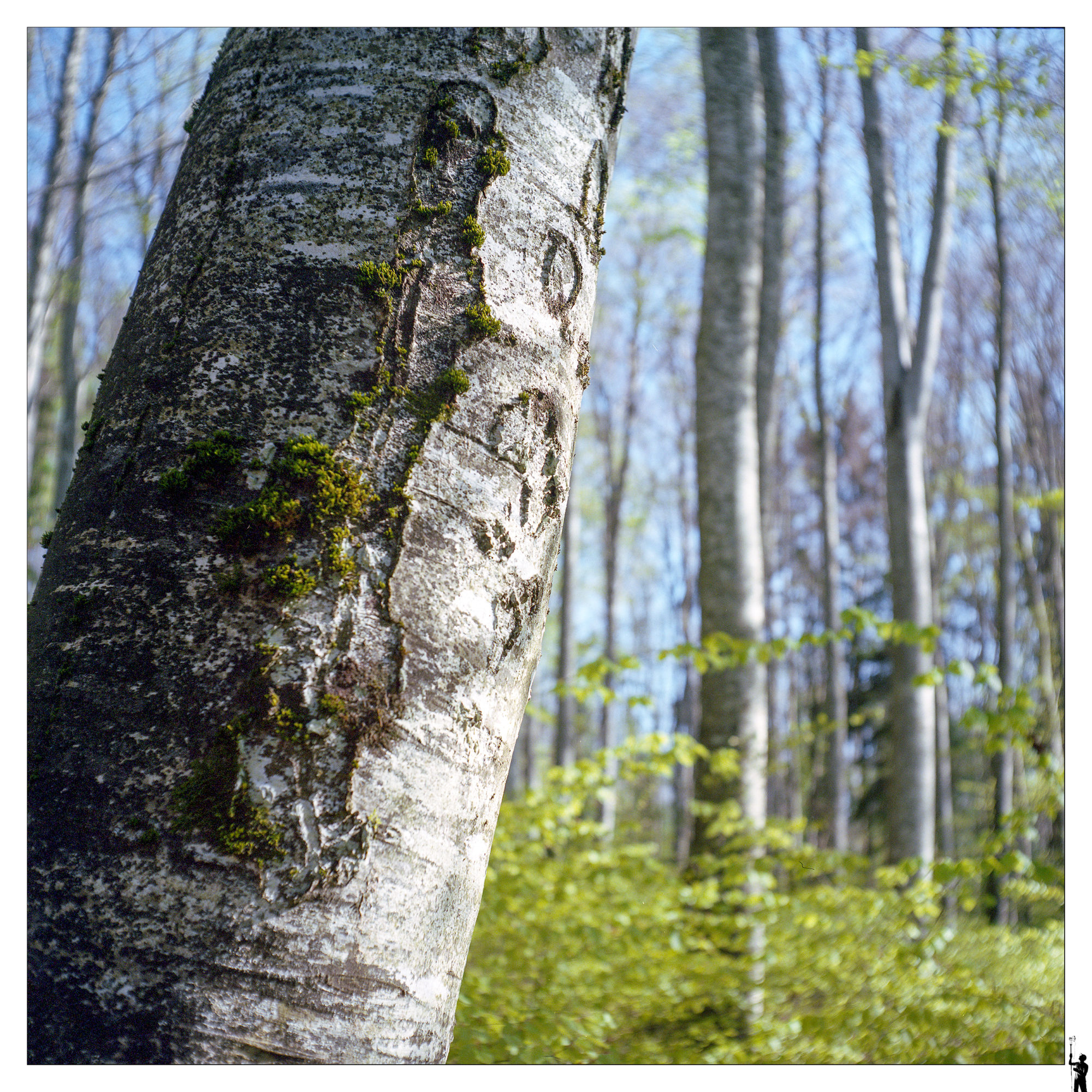 6x6 et forêt