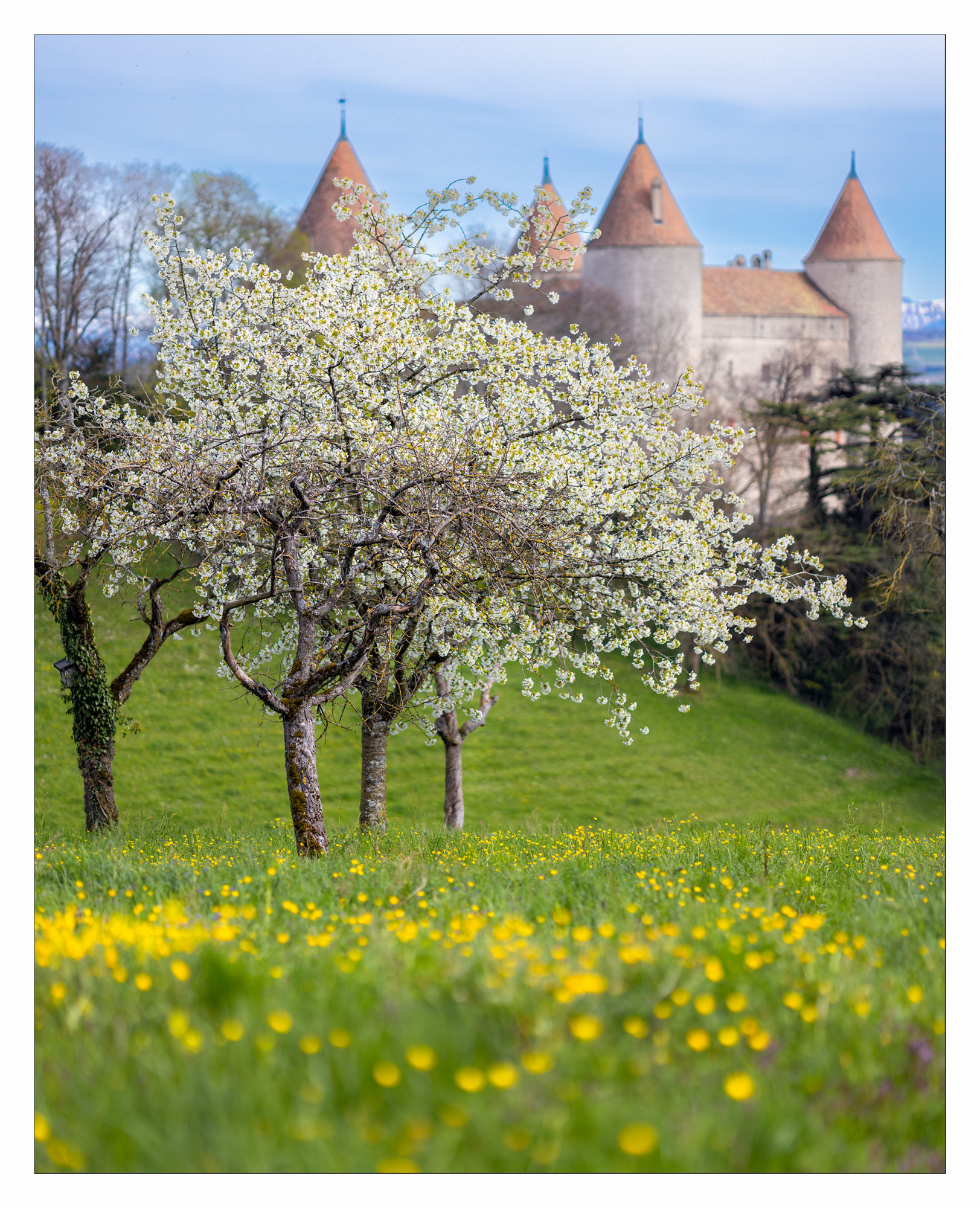 Les arbres fruitiers devant le château de Champvent