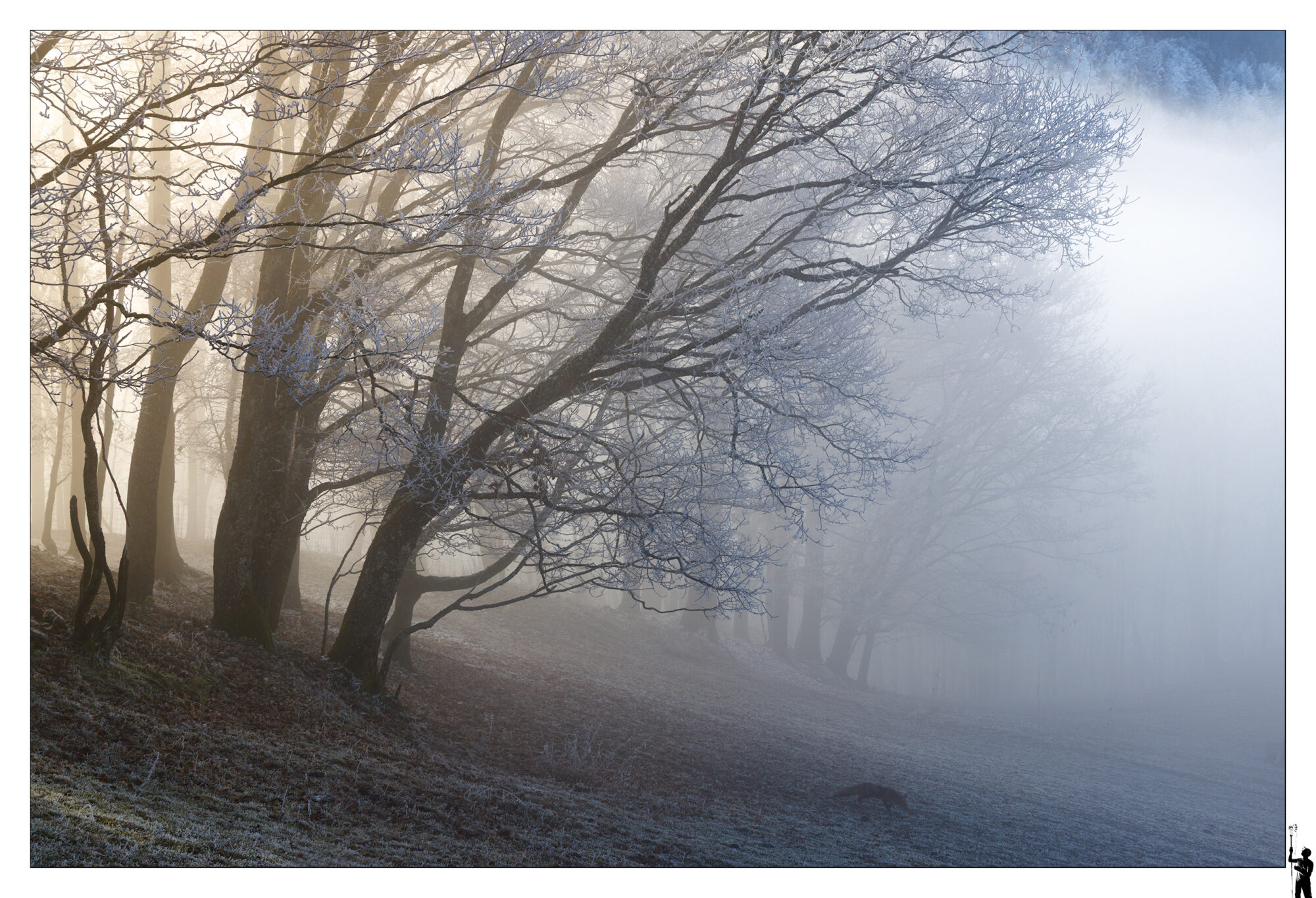 Renard dans le givre, un matin d'hiver.