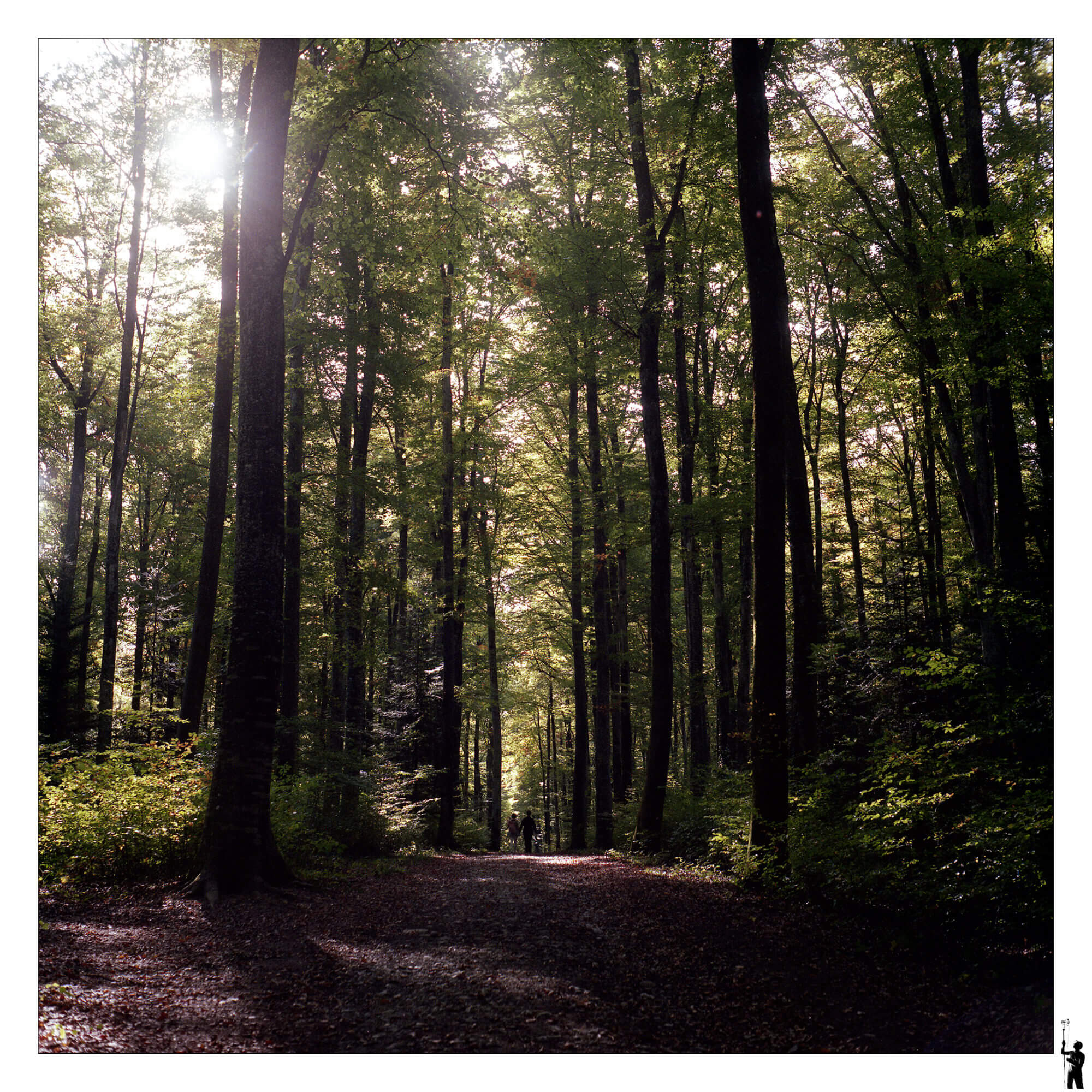 photo au 6x6 argentique couleurs Ektar 100 en forêt