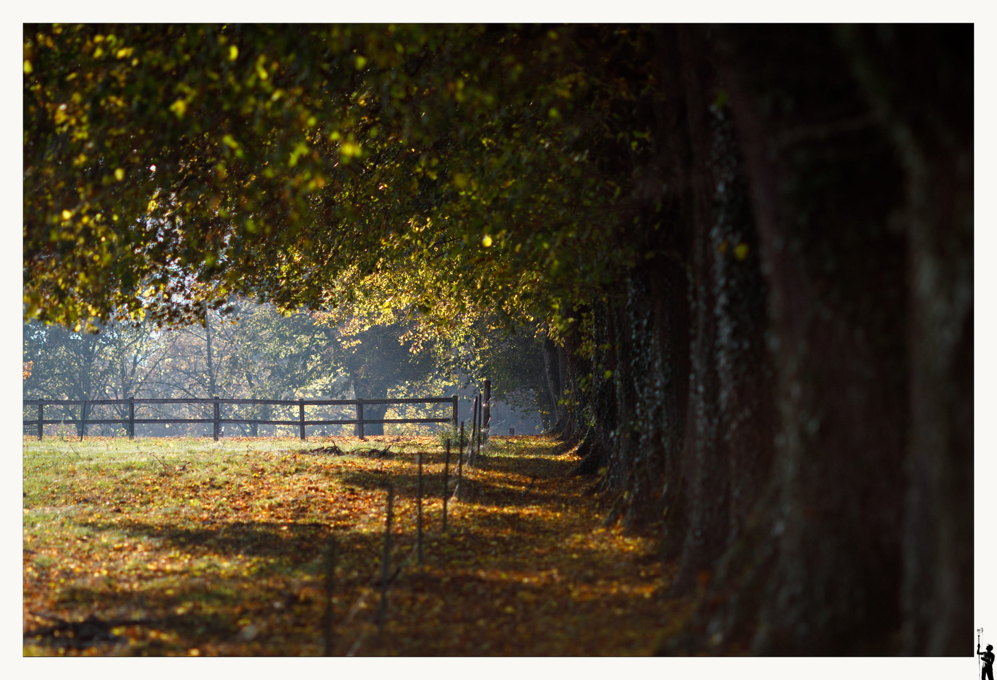 forêt en automne dans le nord vaudois