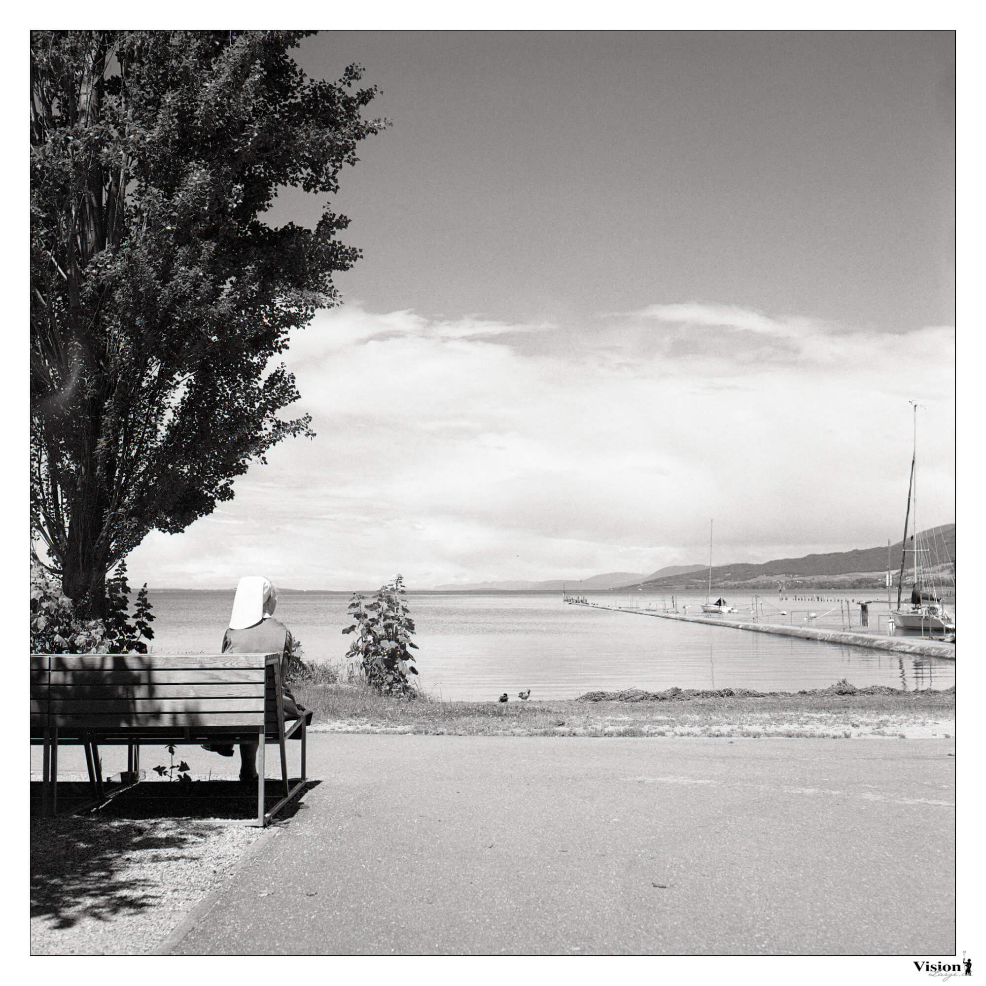 nonne près du lac de Neuchâtel à Yverdon au 6x6