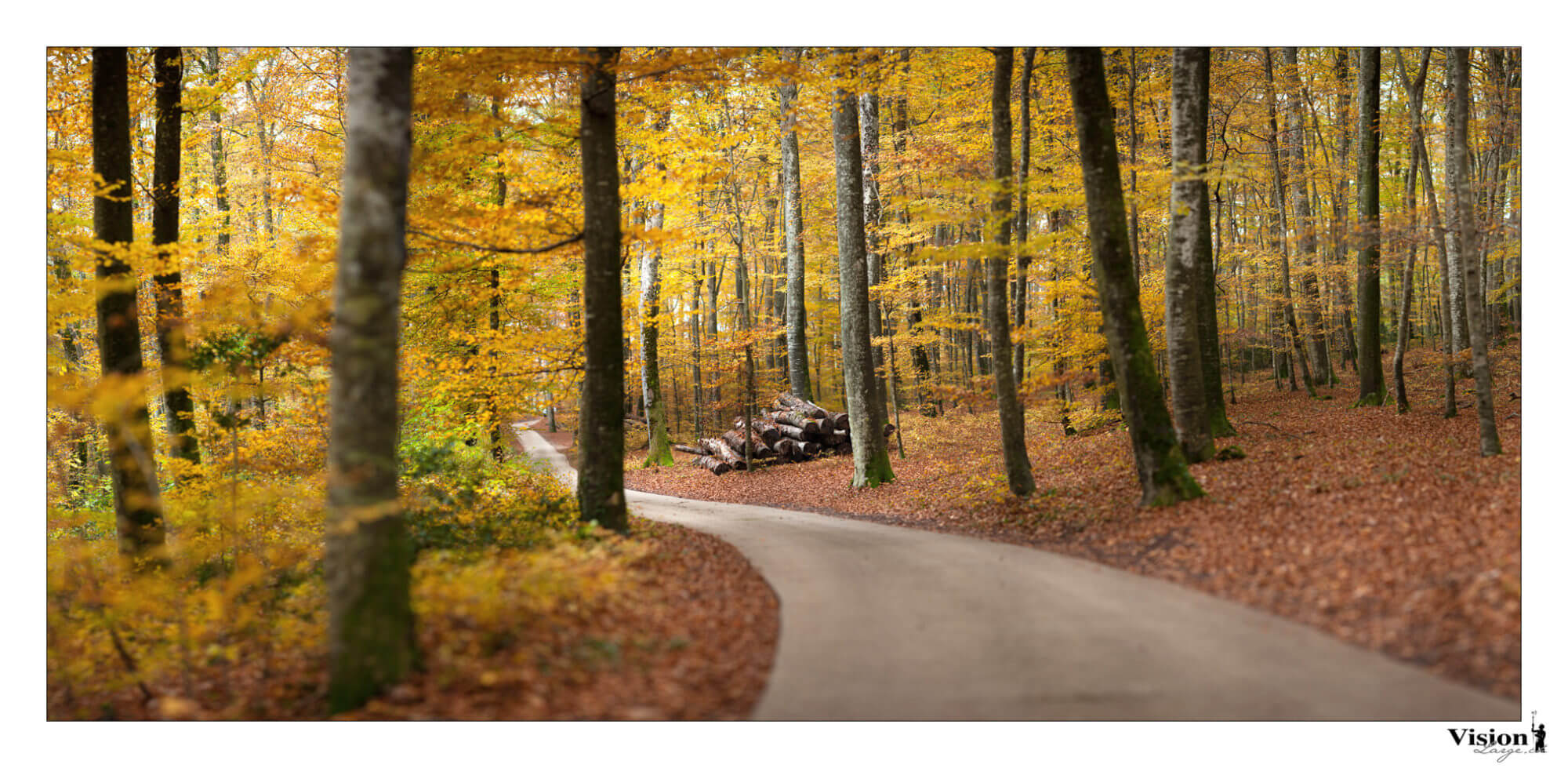 Chemin bucolique dans la forêt près de Champagne en automne en Suisse