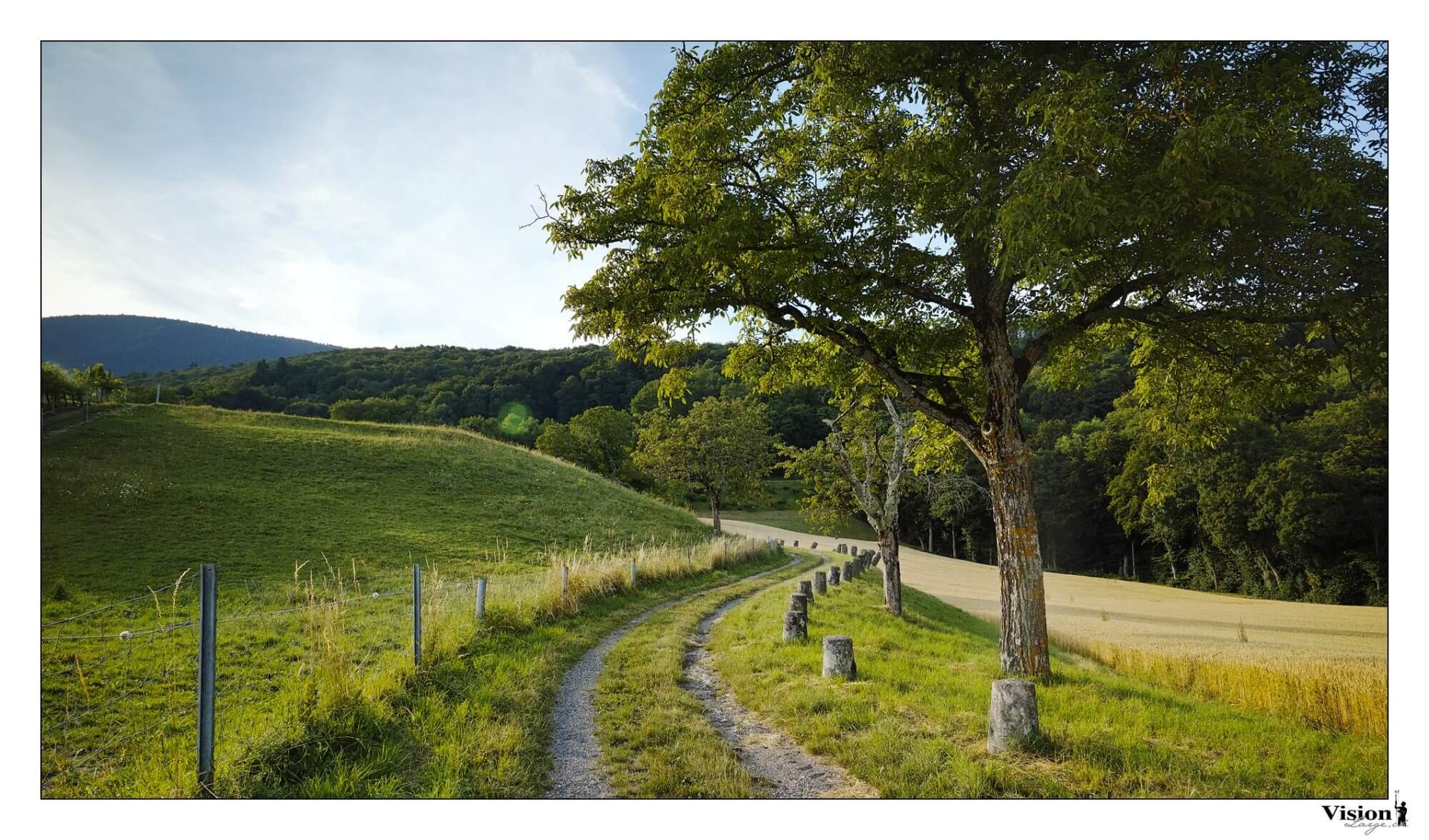 Chemin de campagne et un arbre au Sigma Fovéon DP0