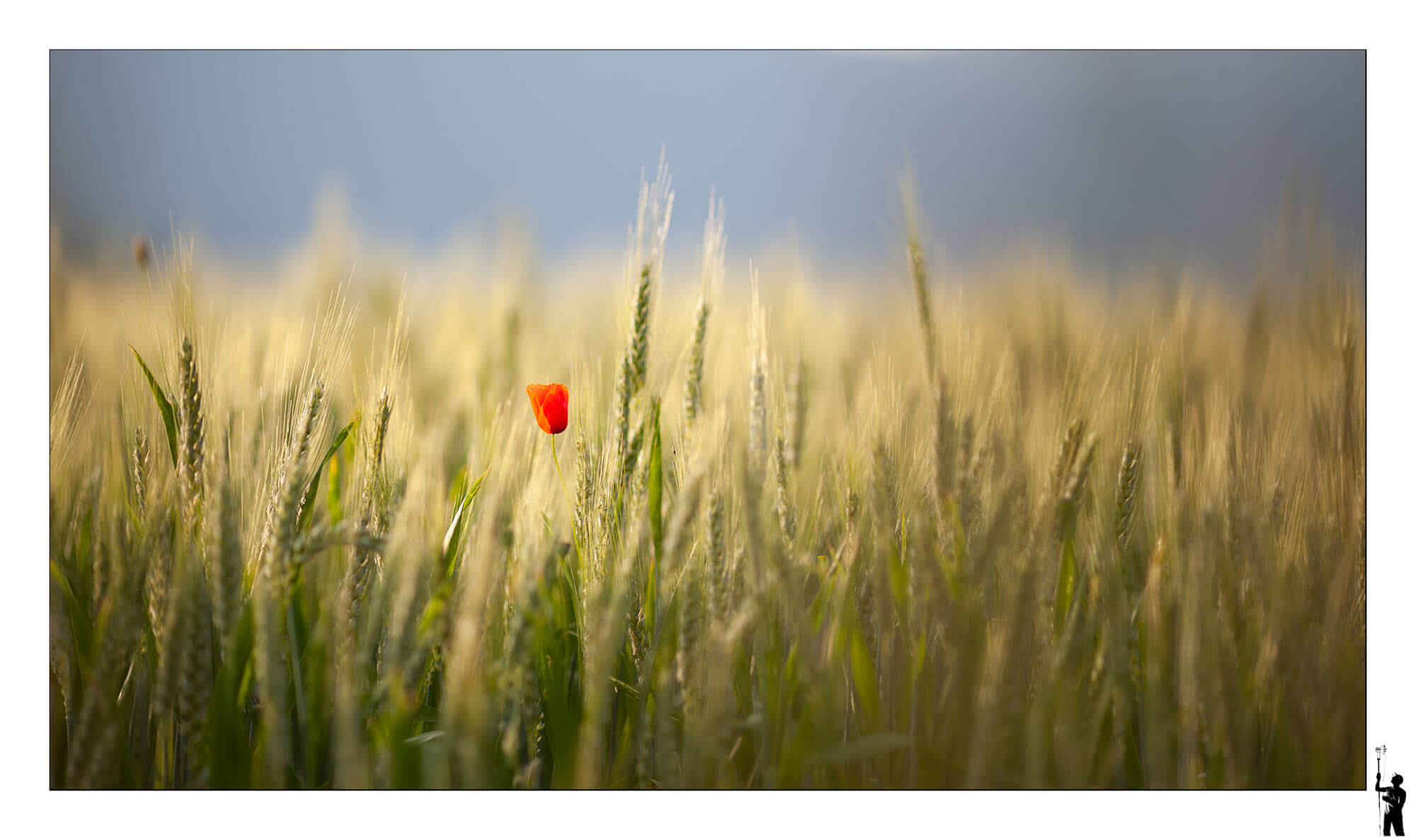 coquelicots dans les blés
