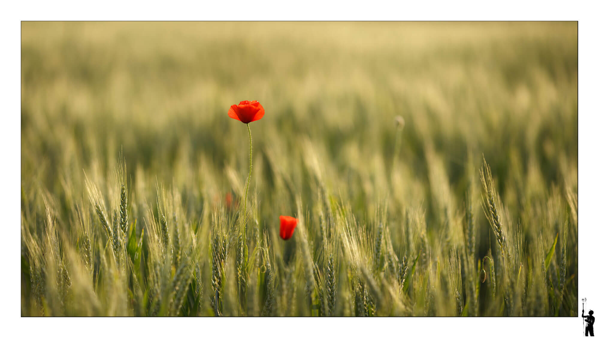 coquelicots dans les blés