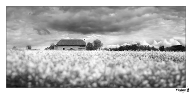 Ferme au milieu des champs de Colza près de Oulans dans le canton de Vaud en Suisse en noir et blanc et panorama