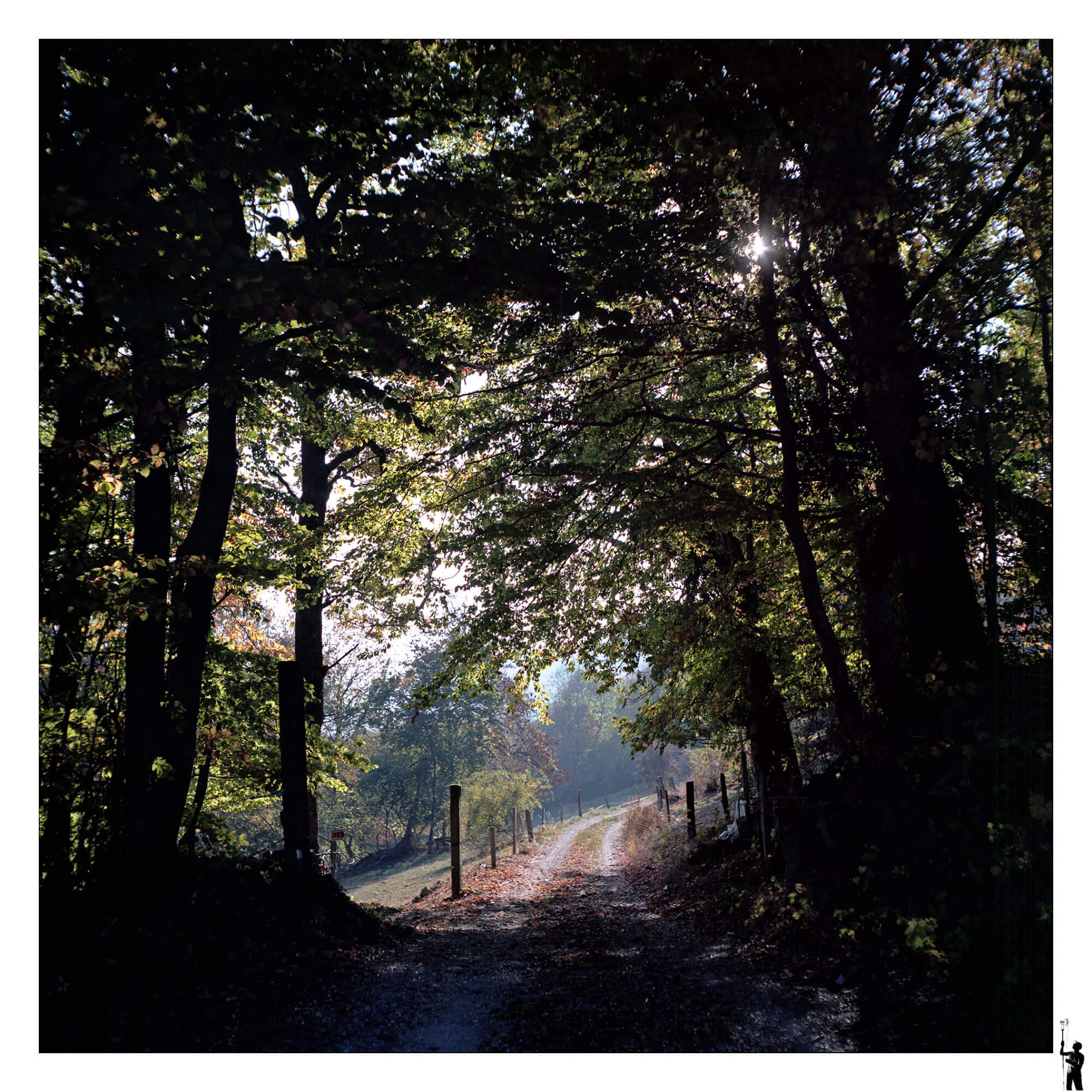 photo au 6x6 argentique couleurs Ektar 100 en forêt