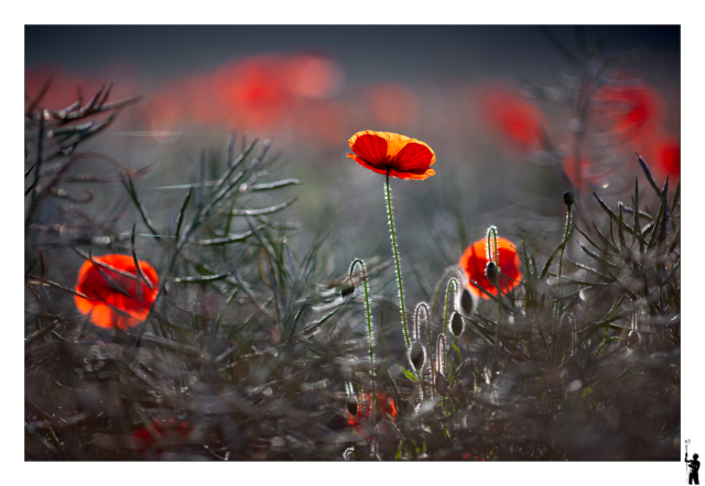 coquelicots en contre jour