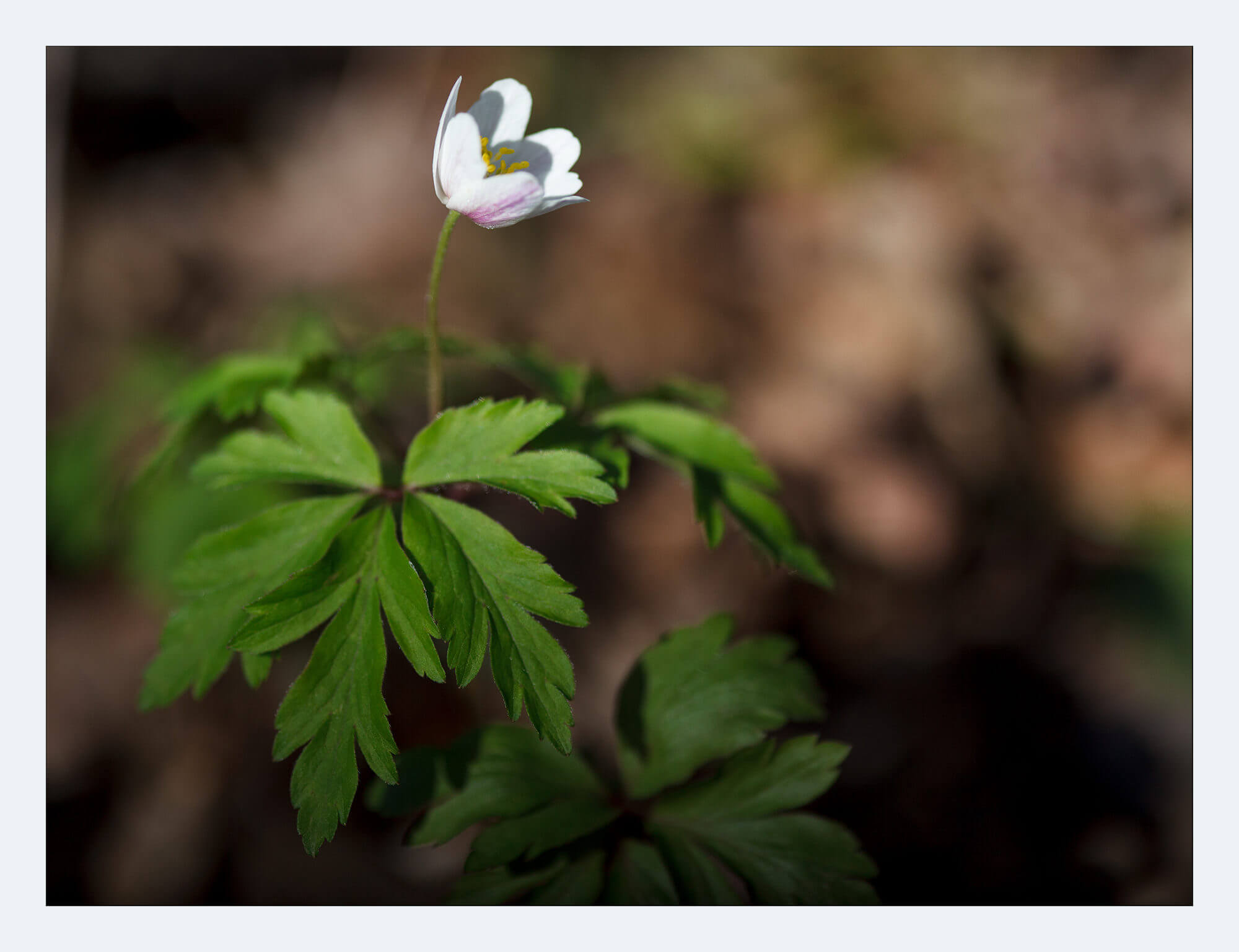 Proxi photo de fleurs
