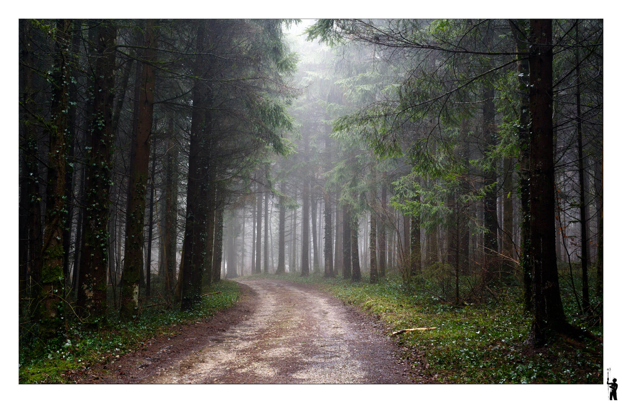 Forêt sous la pluie