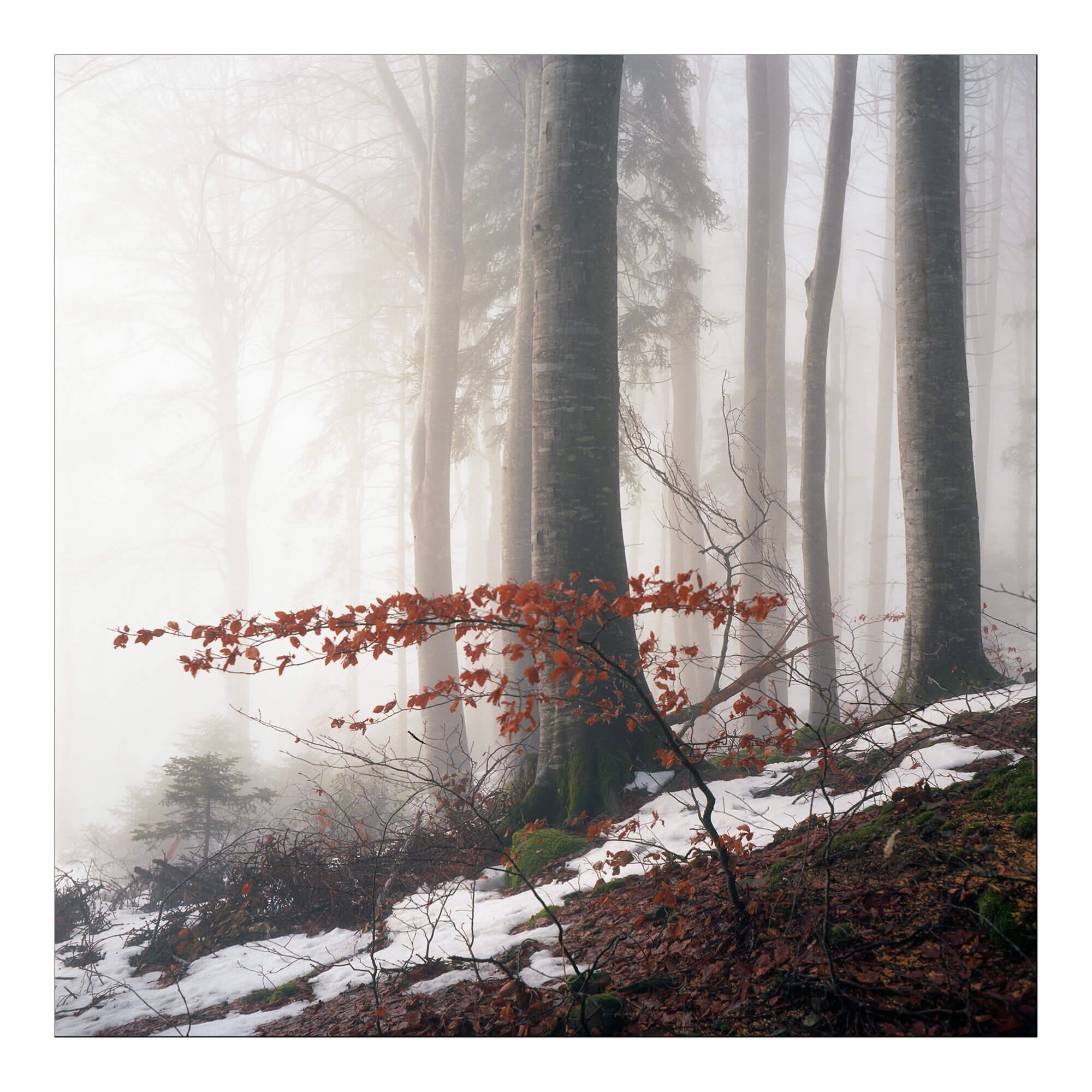 photo au 6x6 argentique couleurs Ektar 100 en forêt