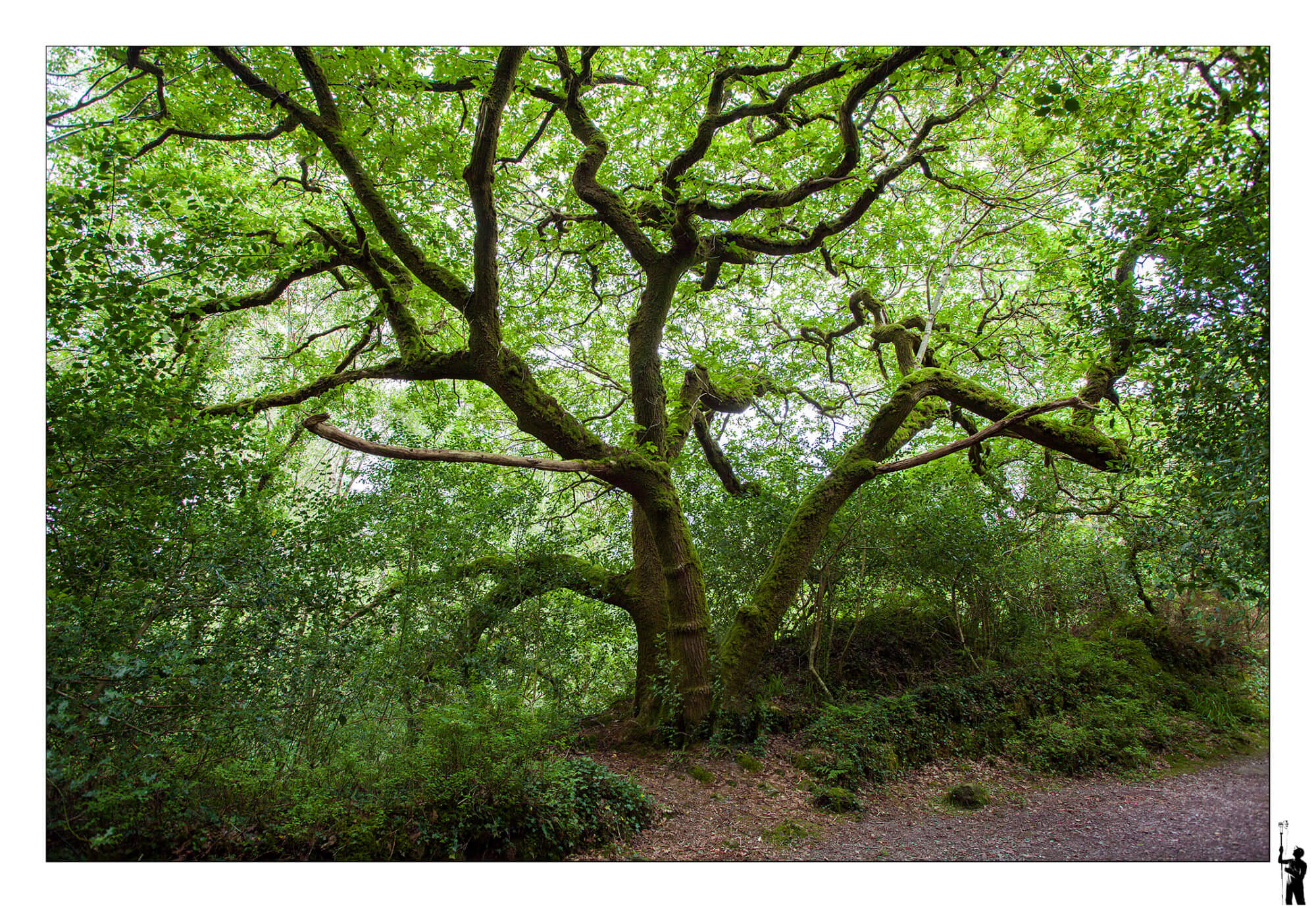 forêt magique d'Irlande et ses branches tordues