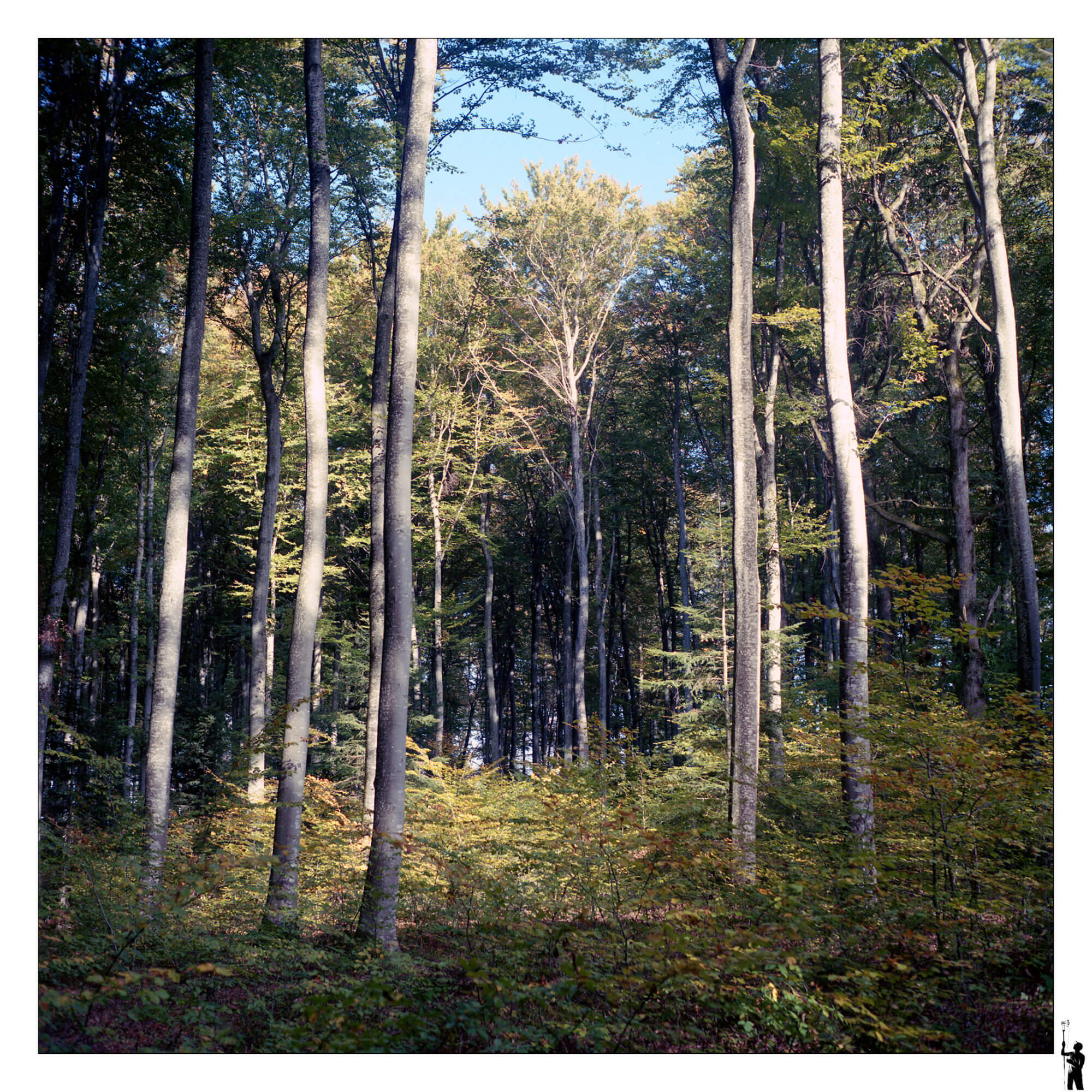 photo au 6x6 argentique couleurs Ektar 100 en forêt
